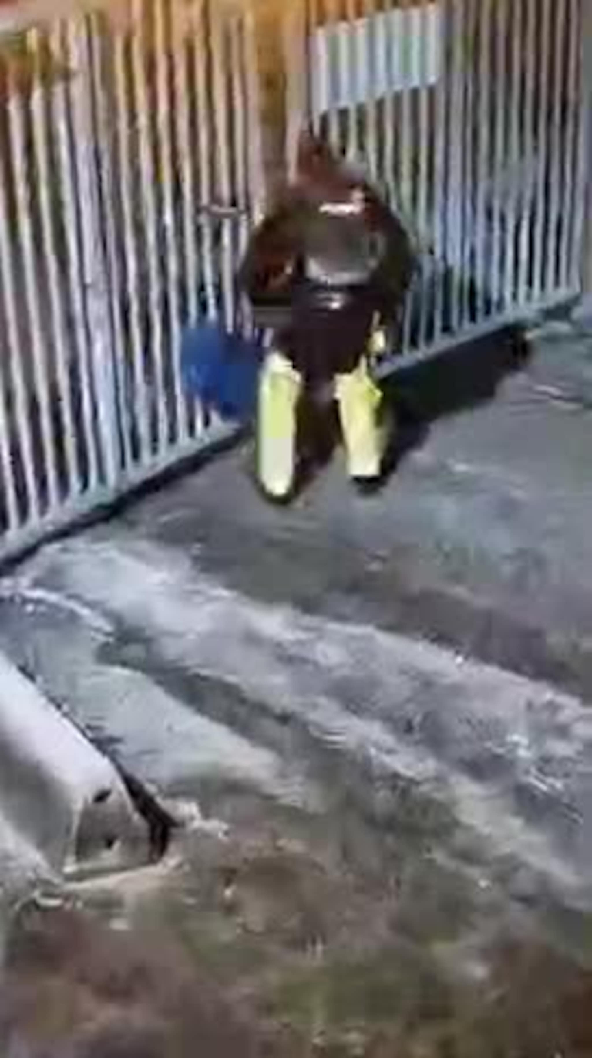 Her bærer han ut tyvegods