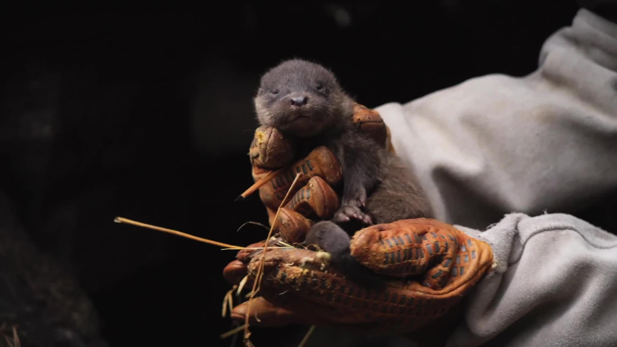 Oterunger. Video fra Kristiansand Dyrepark