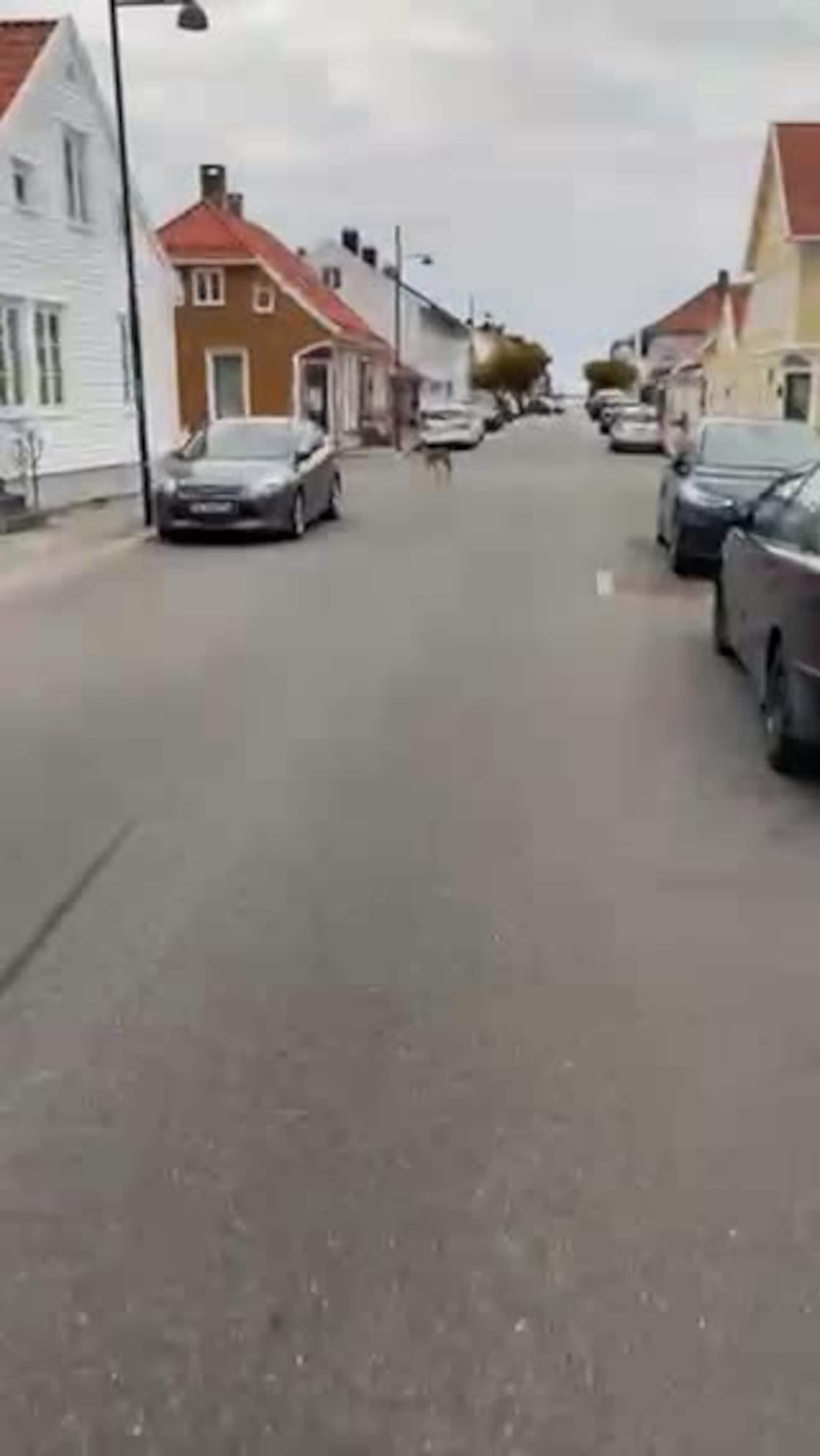 Rådyr i Posebyen
