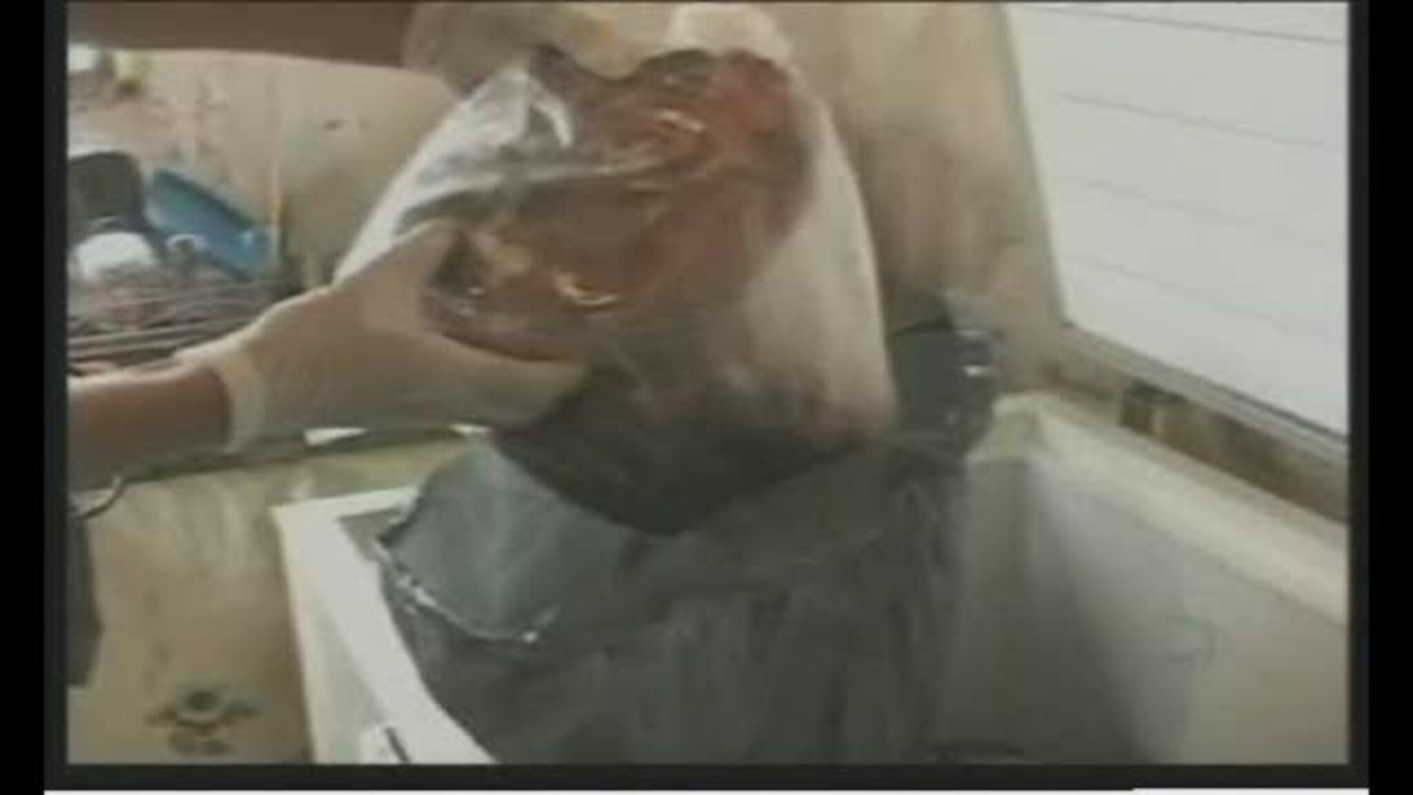 Arrestert for hundeslakt