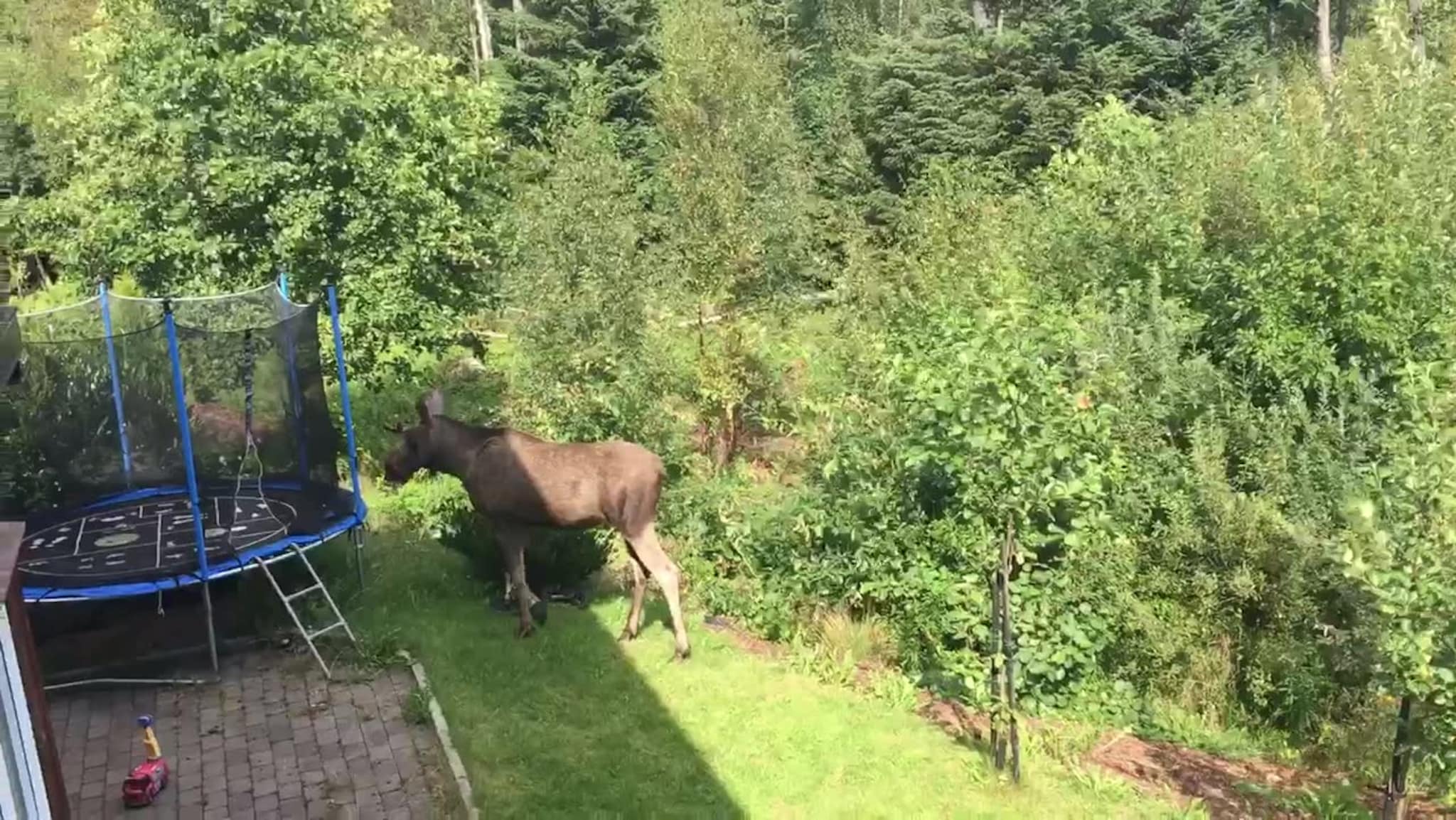 Her er elgene på besøk i hagen