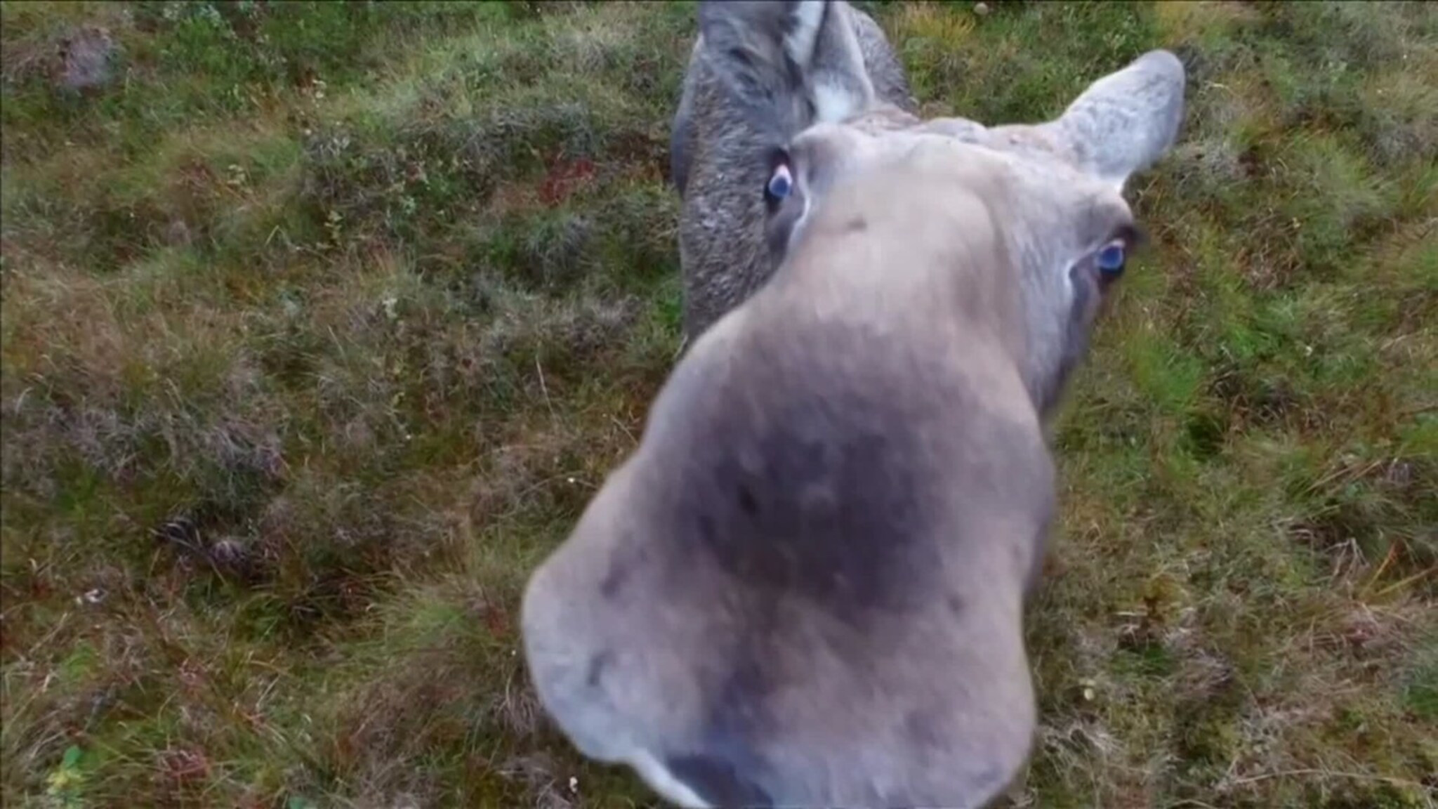 Nysgjerrig elg møter en drone