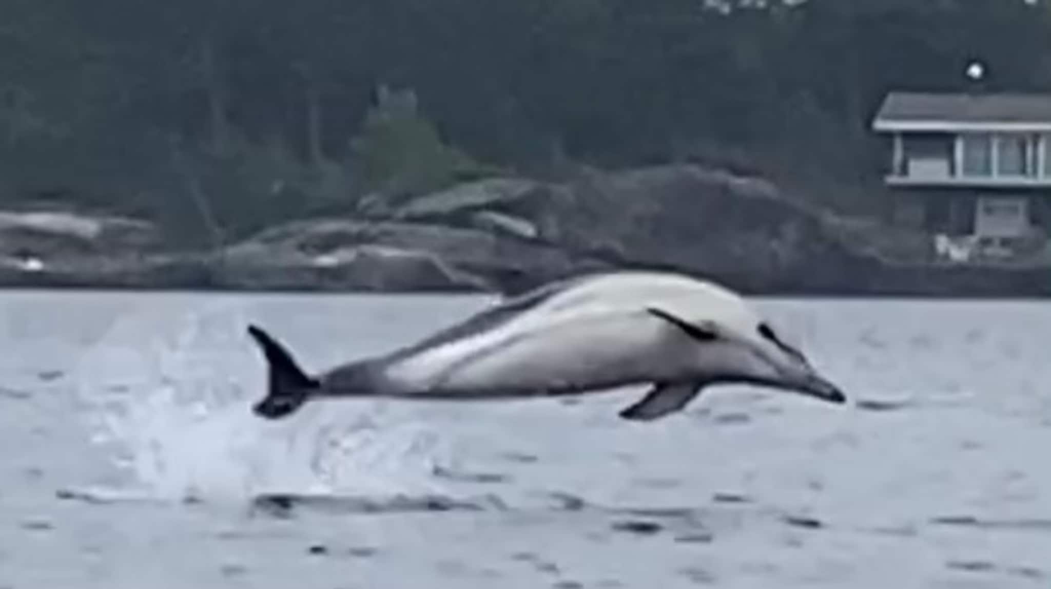 Se litt av delfinshowet her