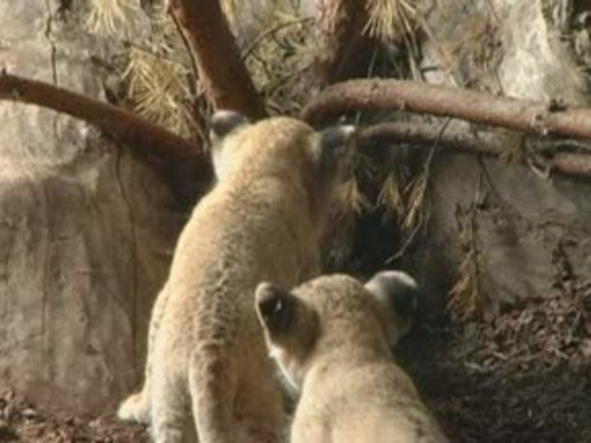 Seks løveunger på 5 uker