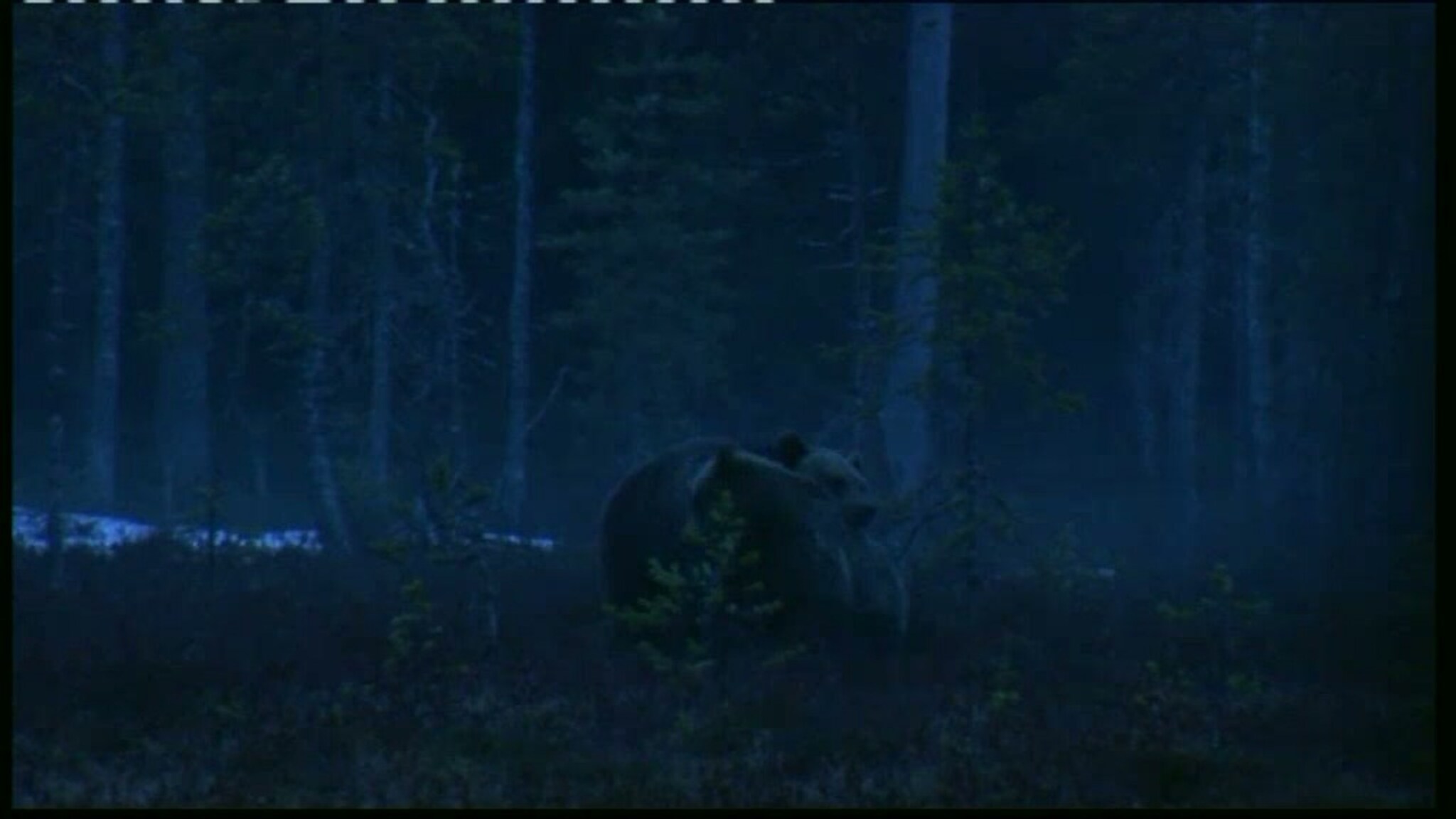 Nærkontakt med ville bjørner