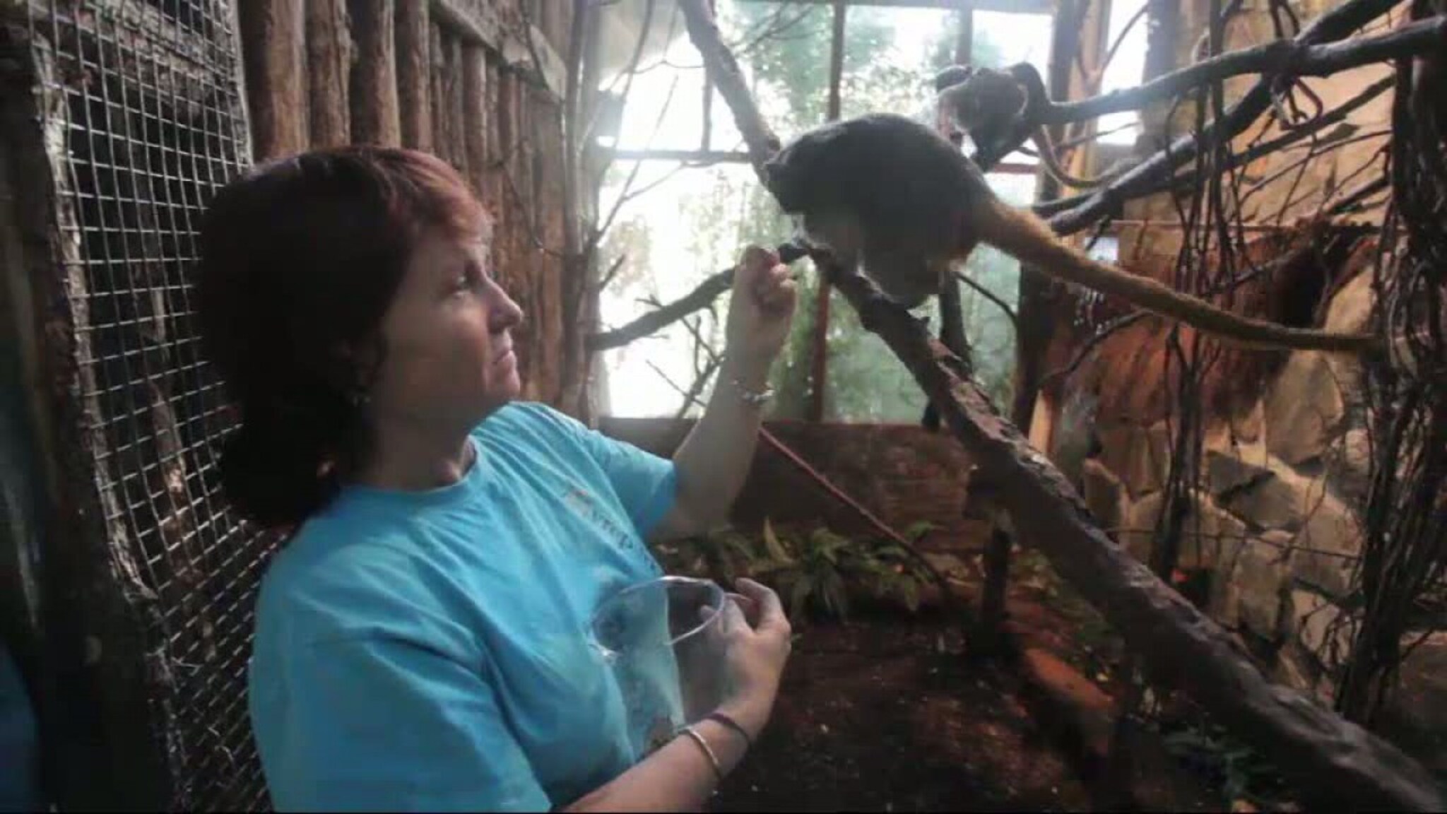 Keisertamarin fikk trillinger