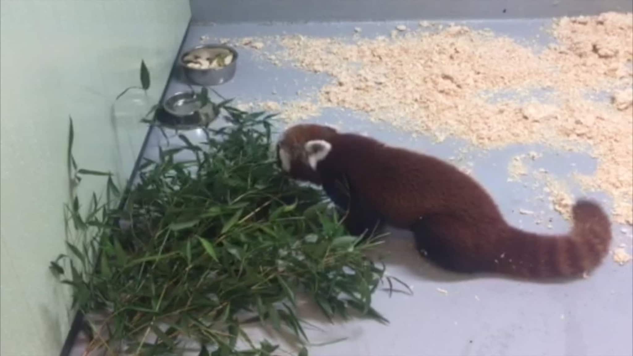 Her er pandaen tilbake i Dyreparken