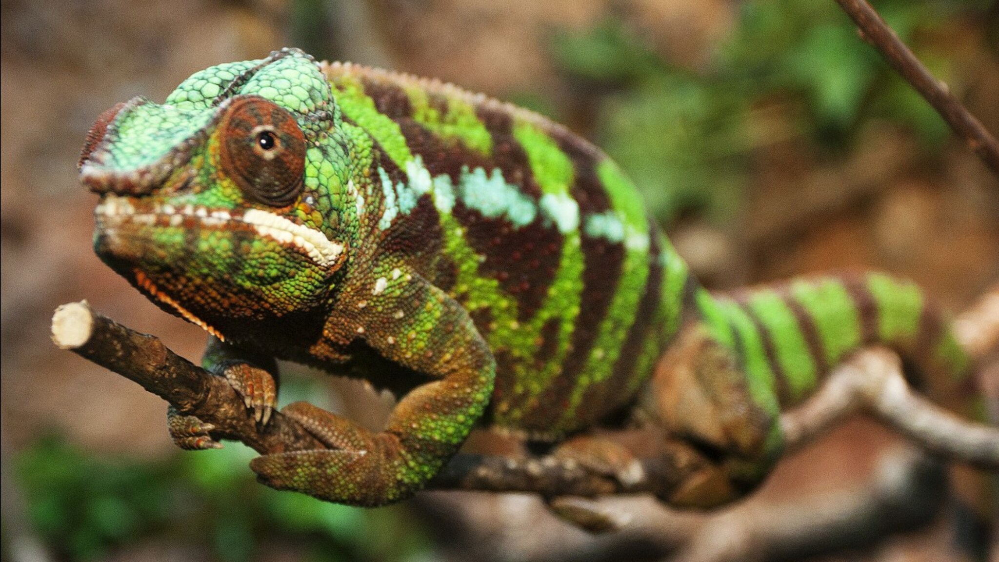 Panserkamelon til dyreparken