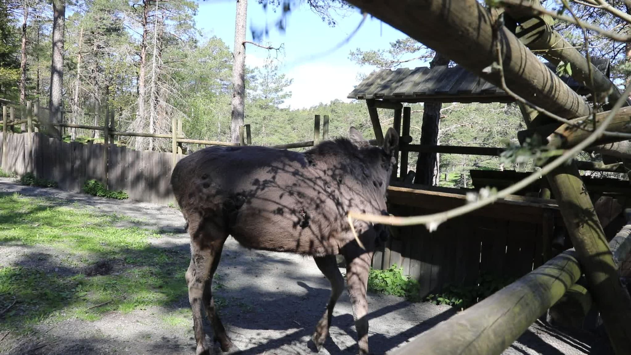 Veterinæren: - Jeg er ikke veldig bekymret for dette