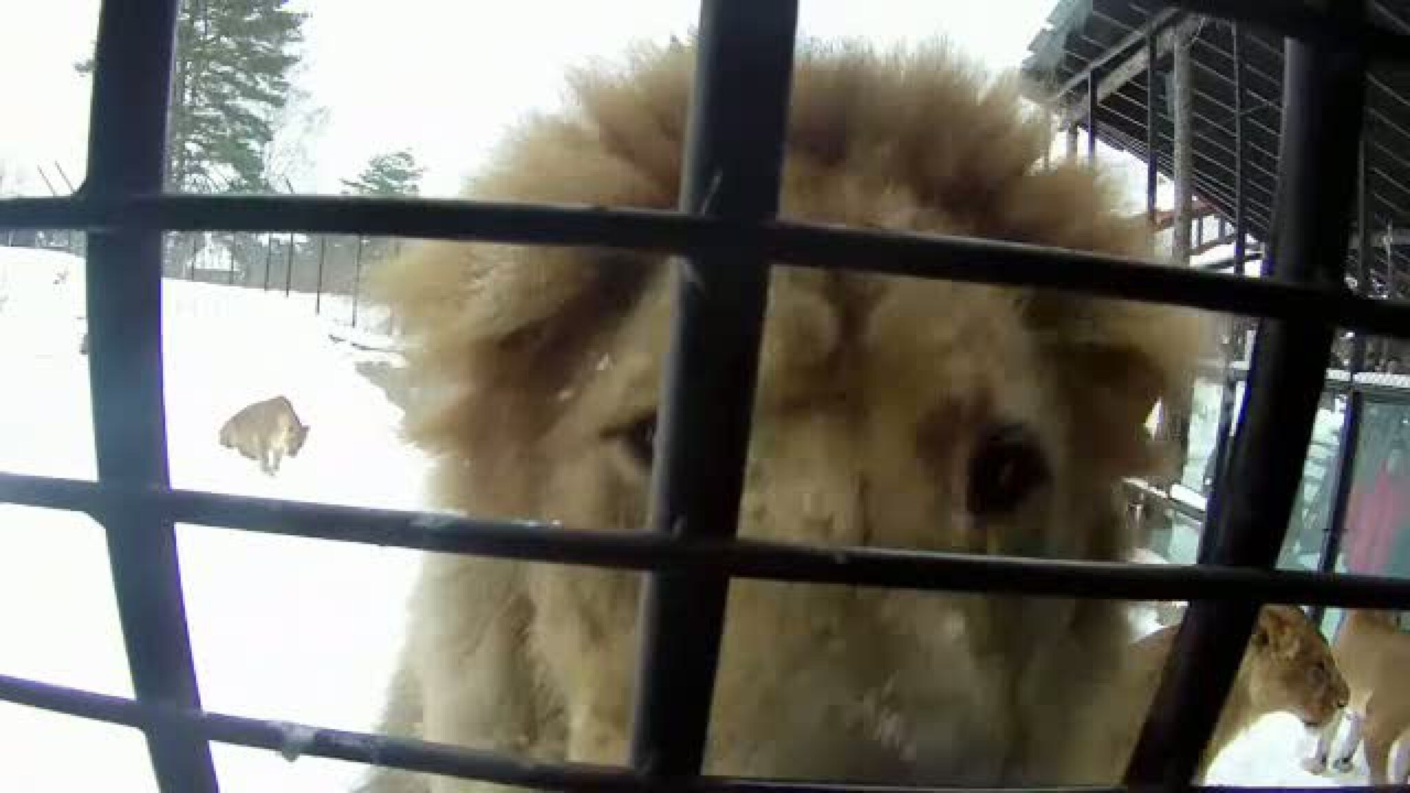 Bli med på løveforing!