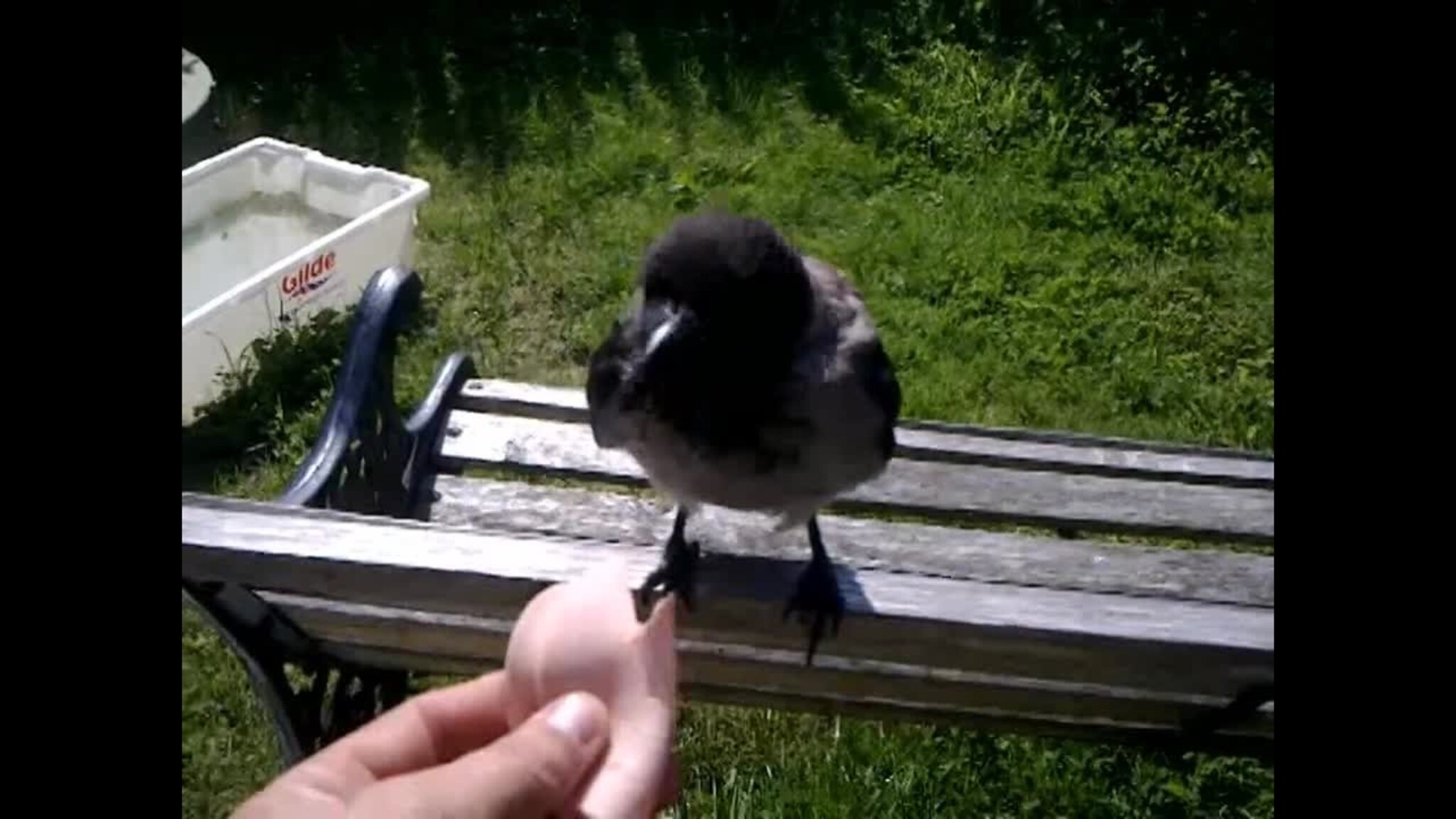 Kråke spiser pølse fra Franks hånd