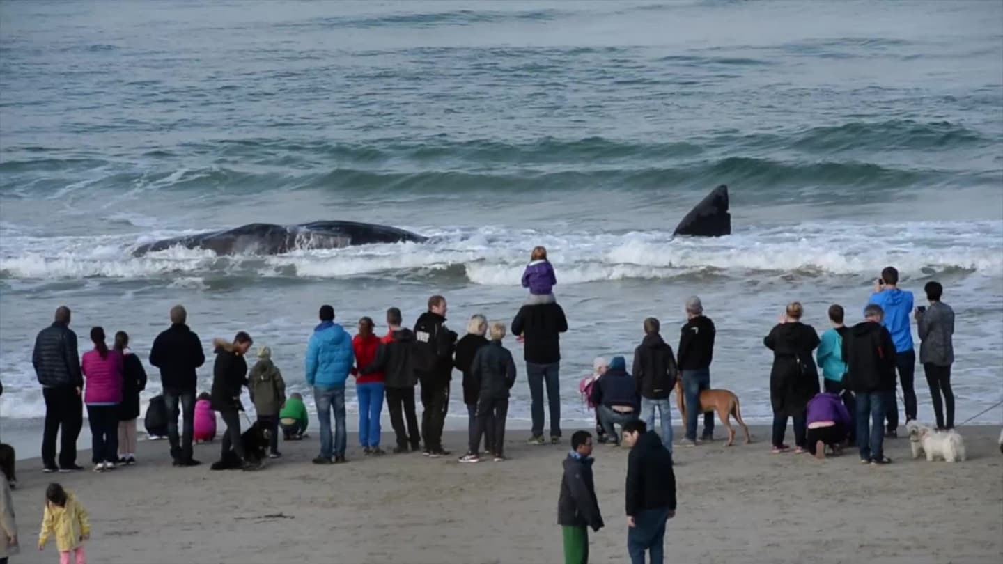Død hval i strandkanten på Hellestø
