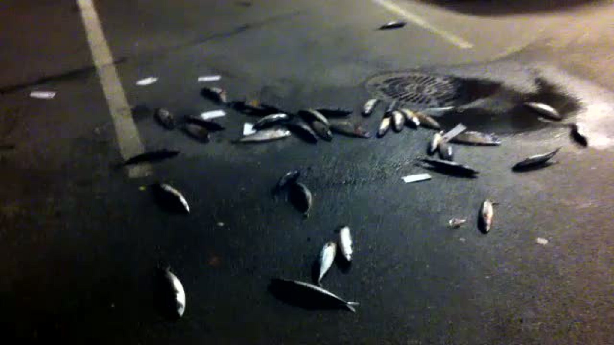 Lempet makrell utenfor Sør Arena