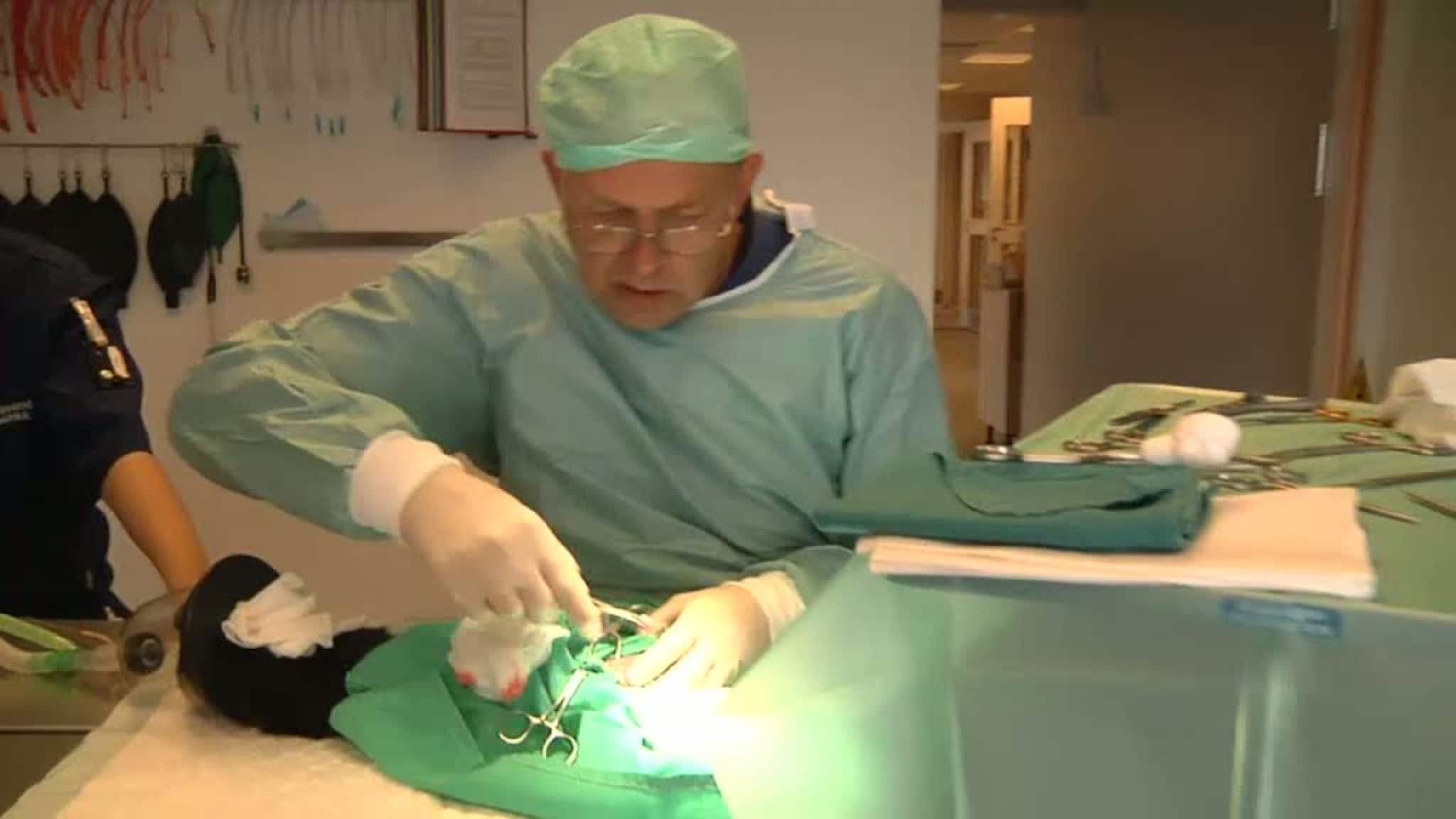 Bli med på katteoperasjonen