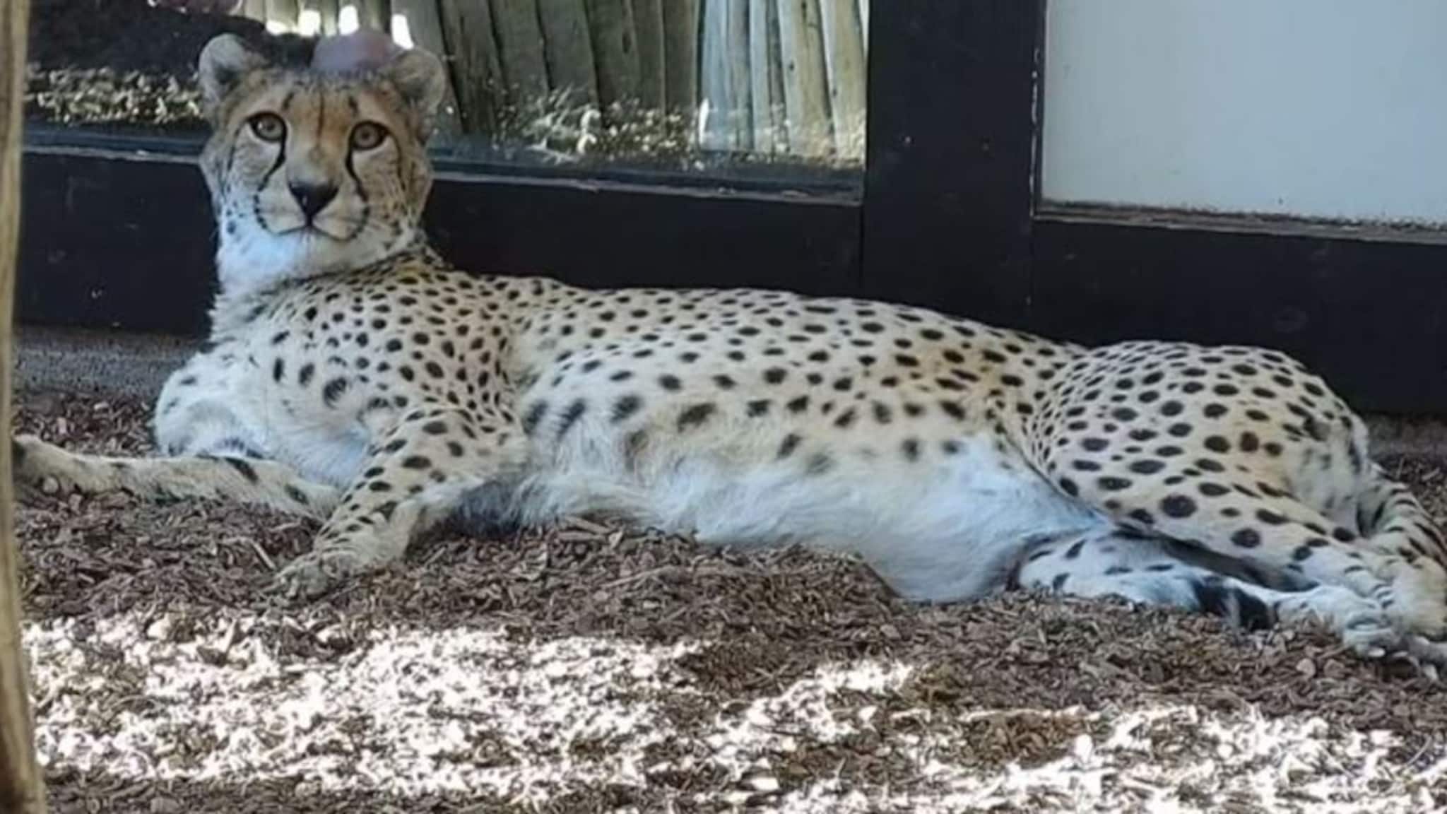 Geparden Kimani var ikke drektig likevel