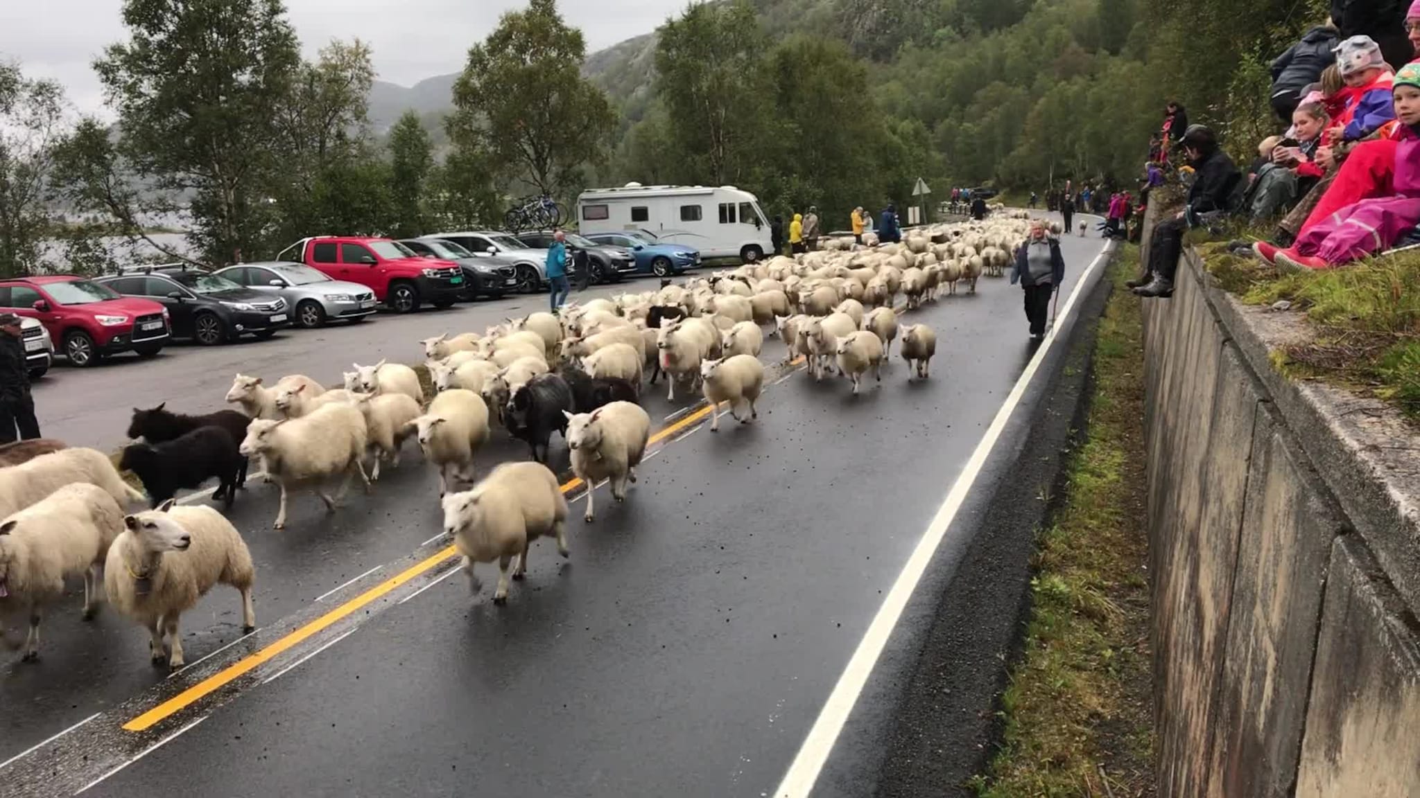 Sauesanking i Sirdal