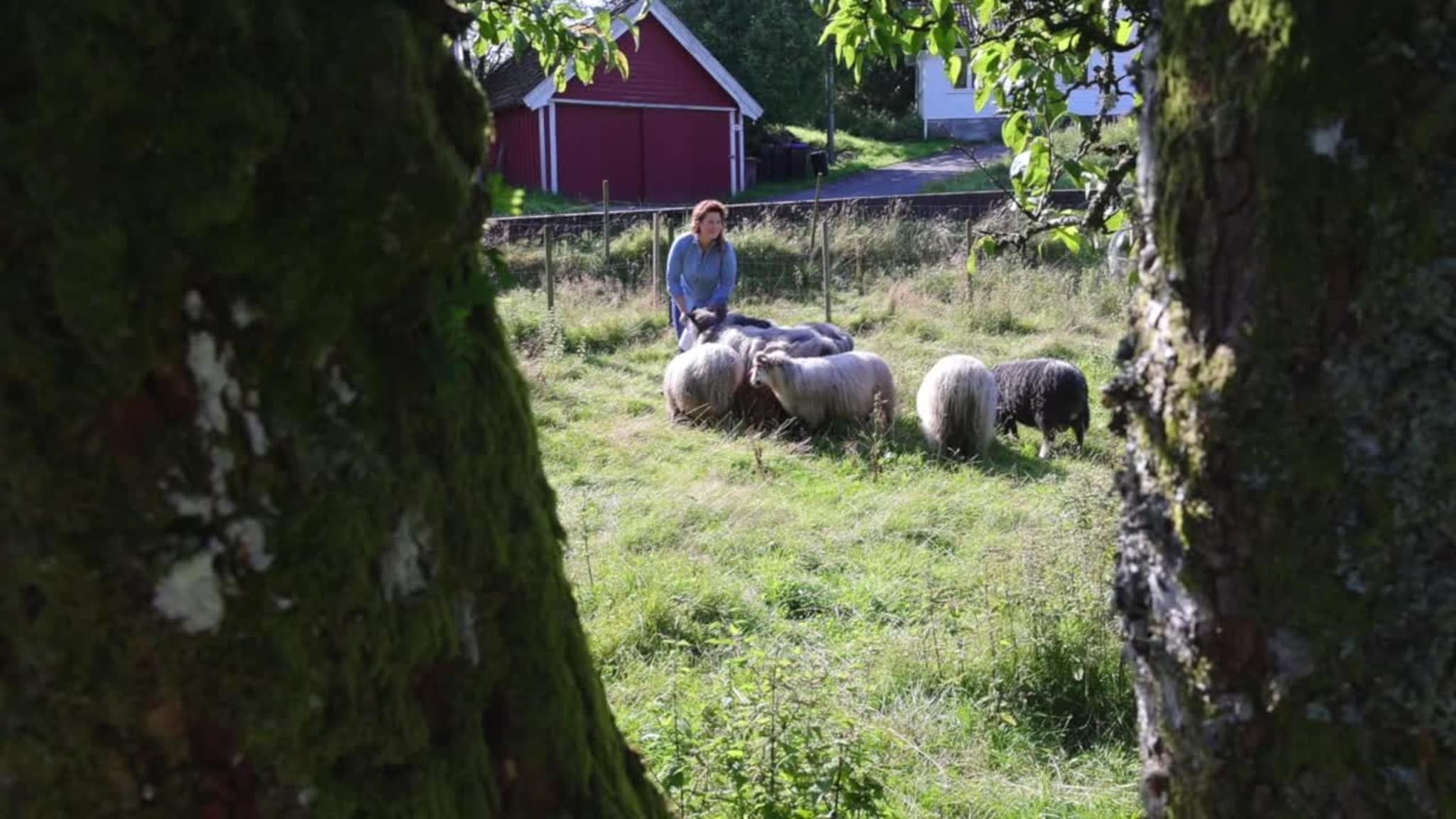 Kristine Tønnesland Ariansen , Norske Villsauskinn 3