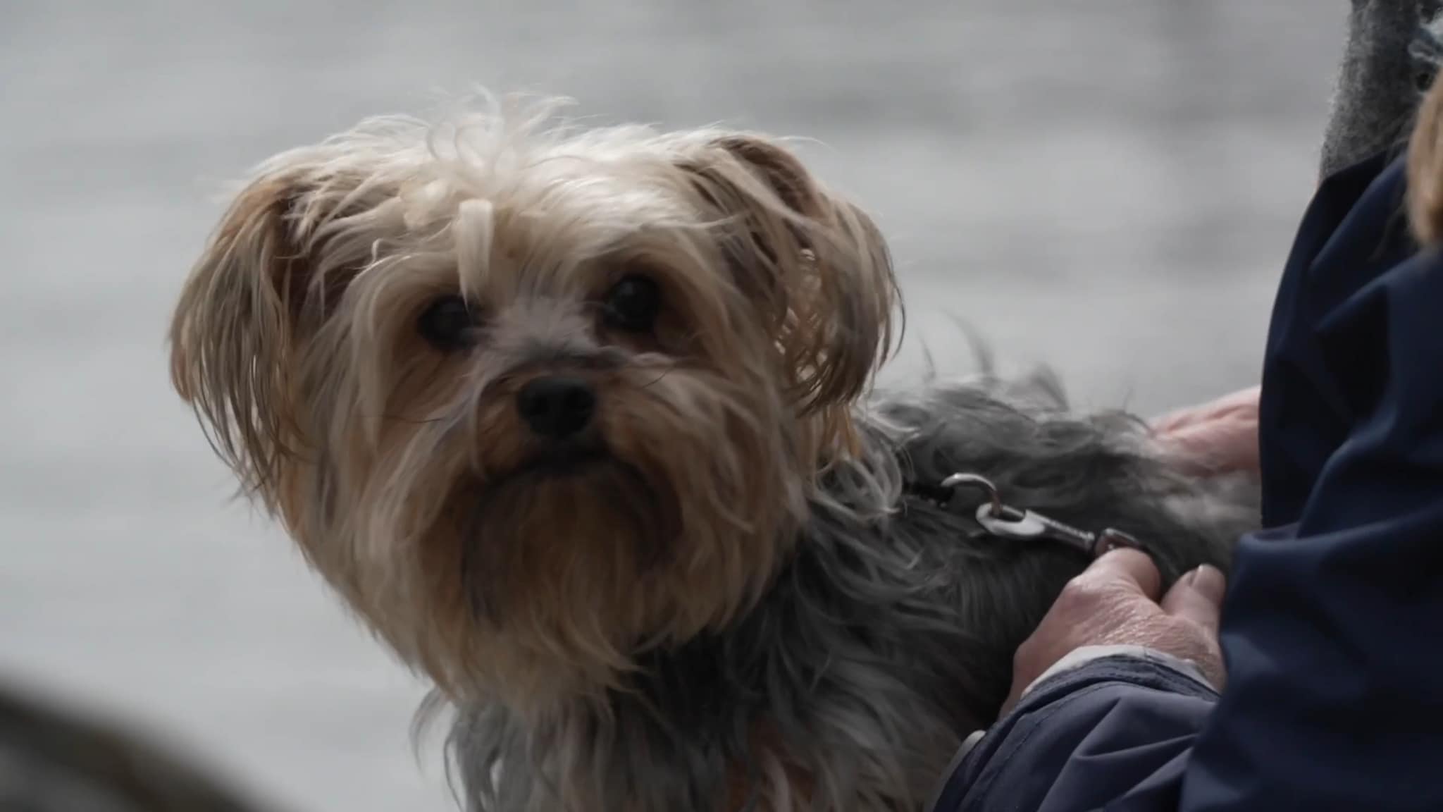 Håp for hunden - Episode 3 - Dekk