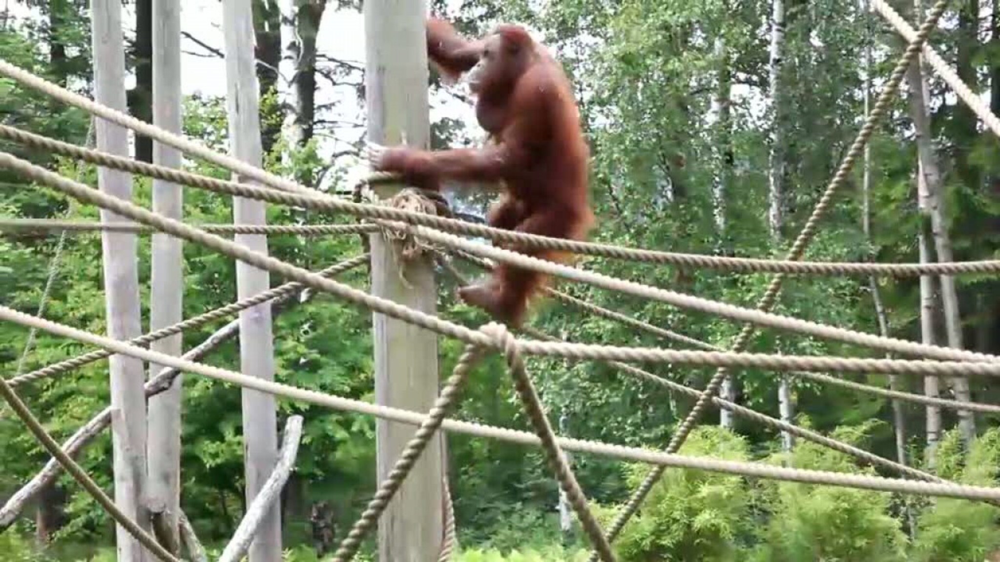 Louie' første tur ut