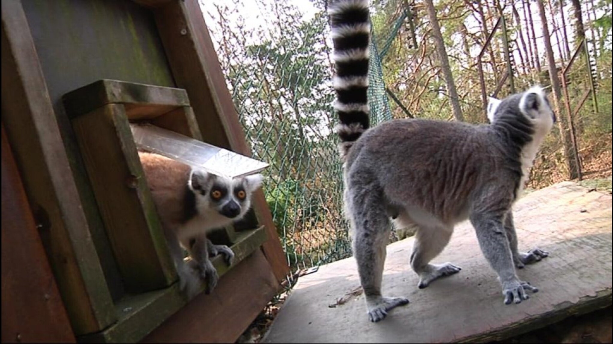 Lemurslipp i Dyreparken