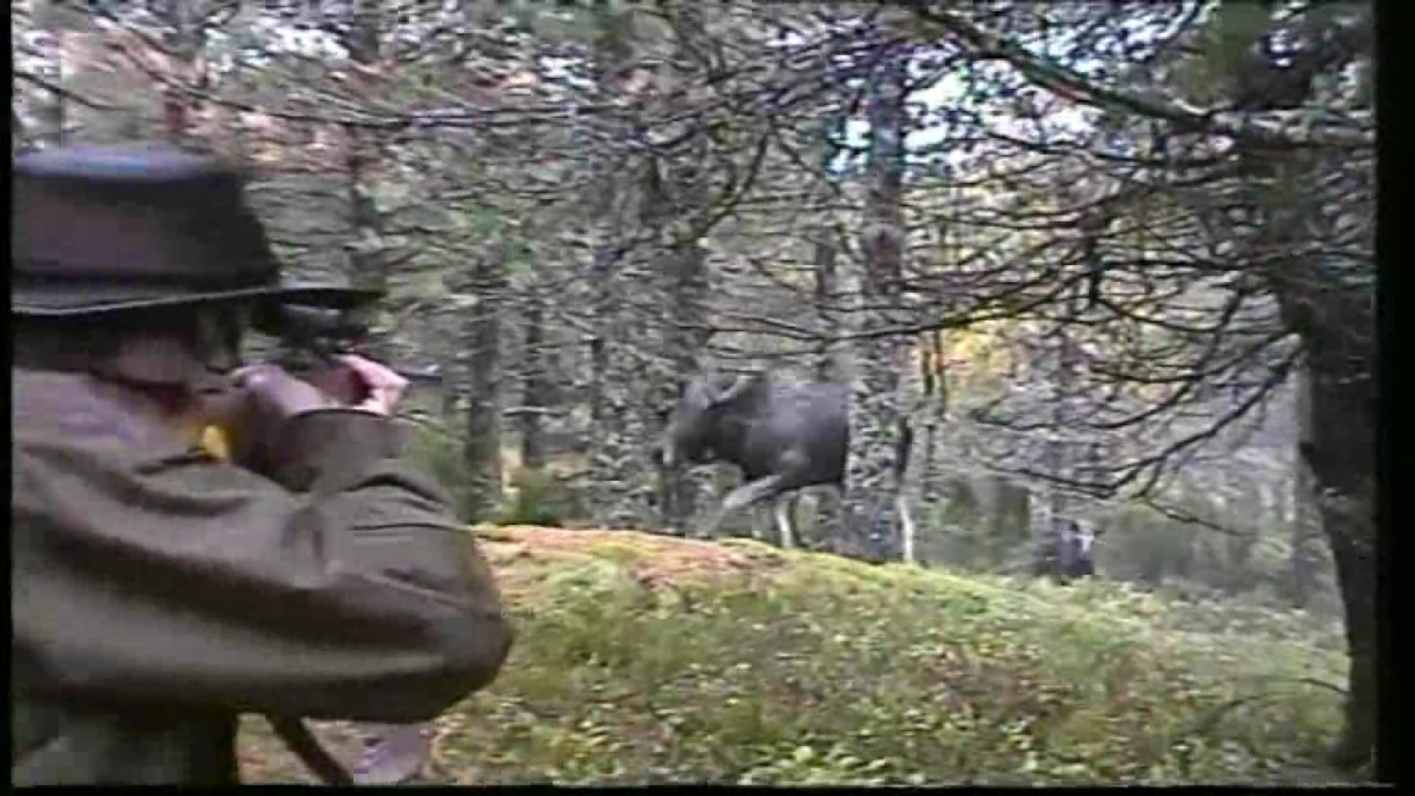 Elgfall i Eiesland