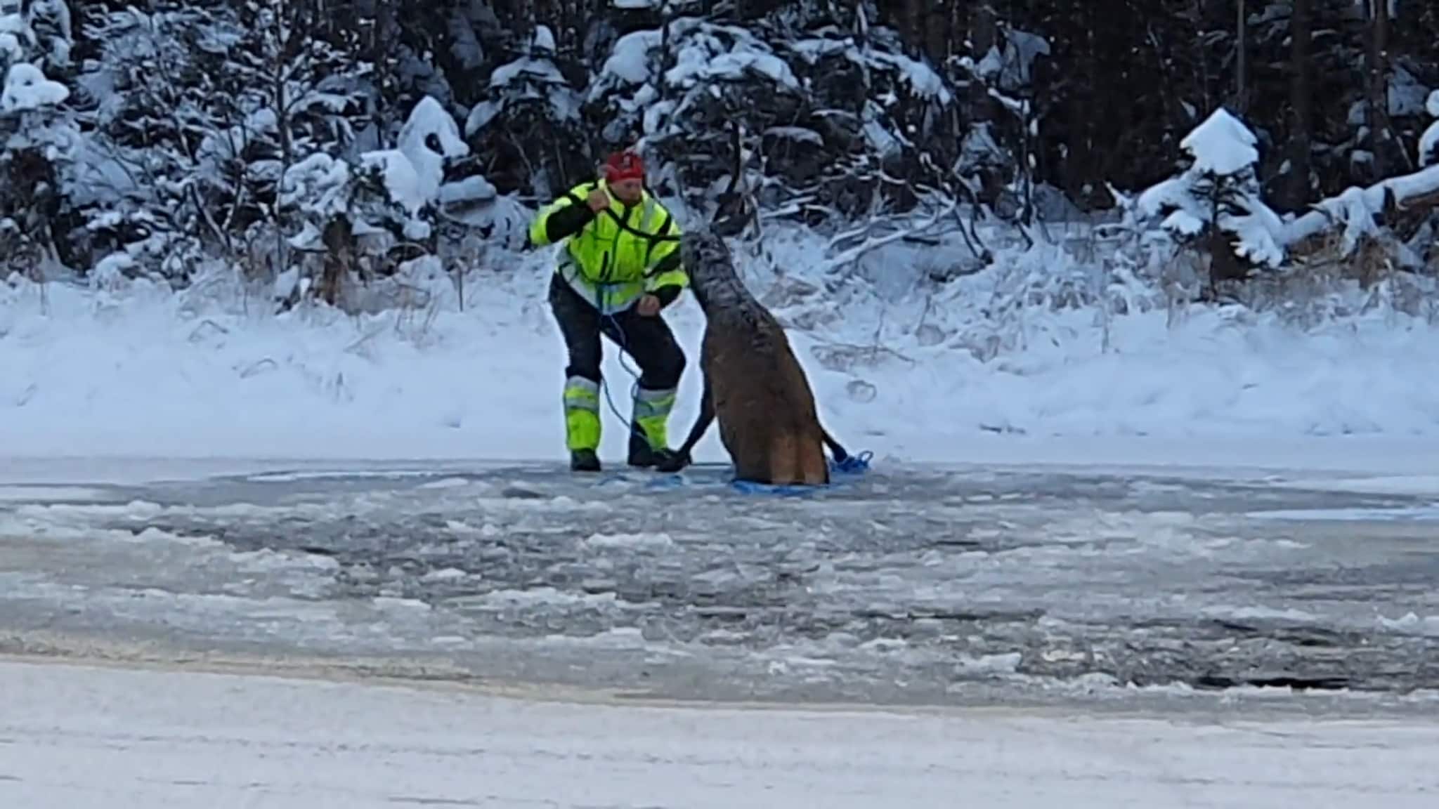 Her hjelper de hjorten opp av isen