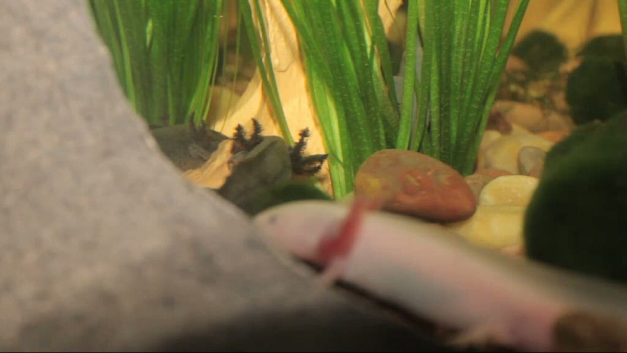 Møt axolotl-ene Lotta og Aksel