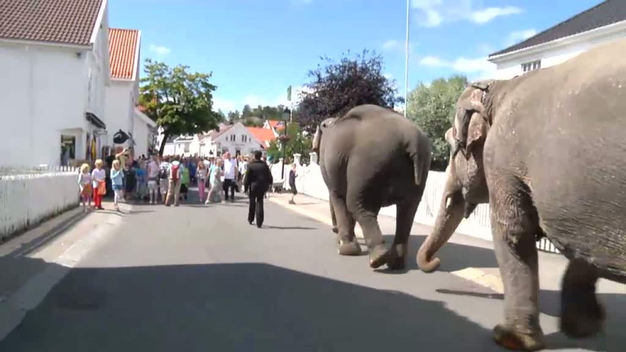 Elefanter i Lillesand
