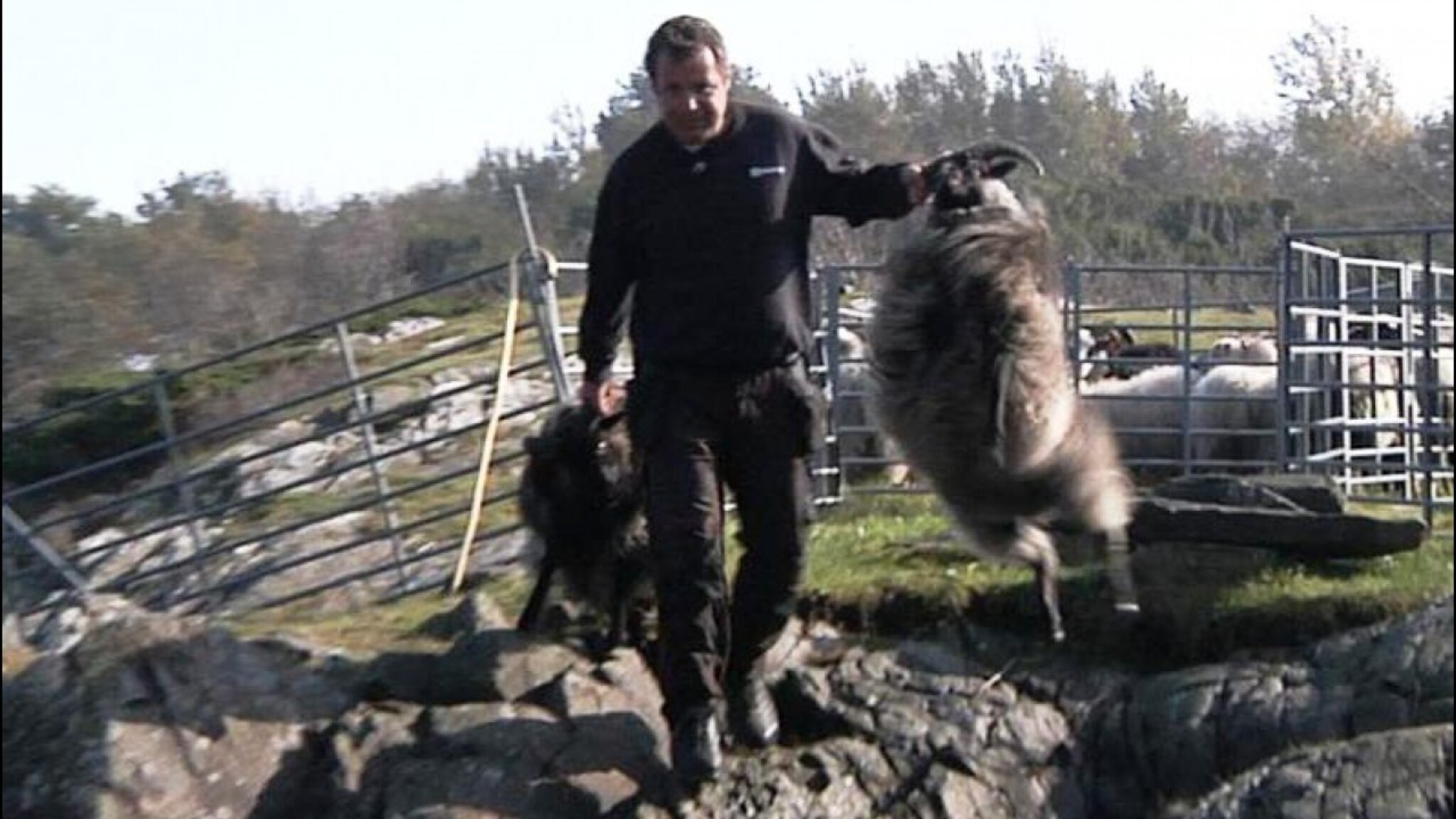 Sauene til Rune spiste blomstene til Mette Marit