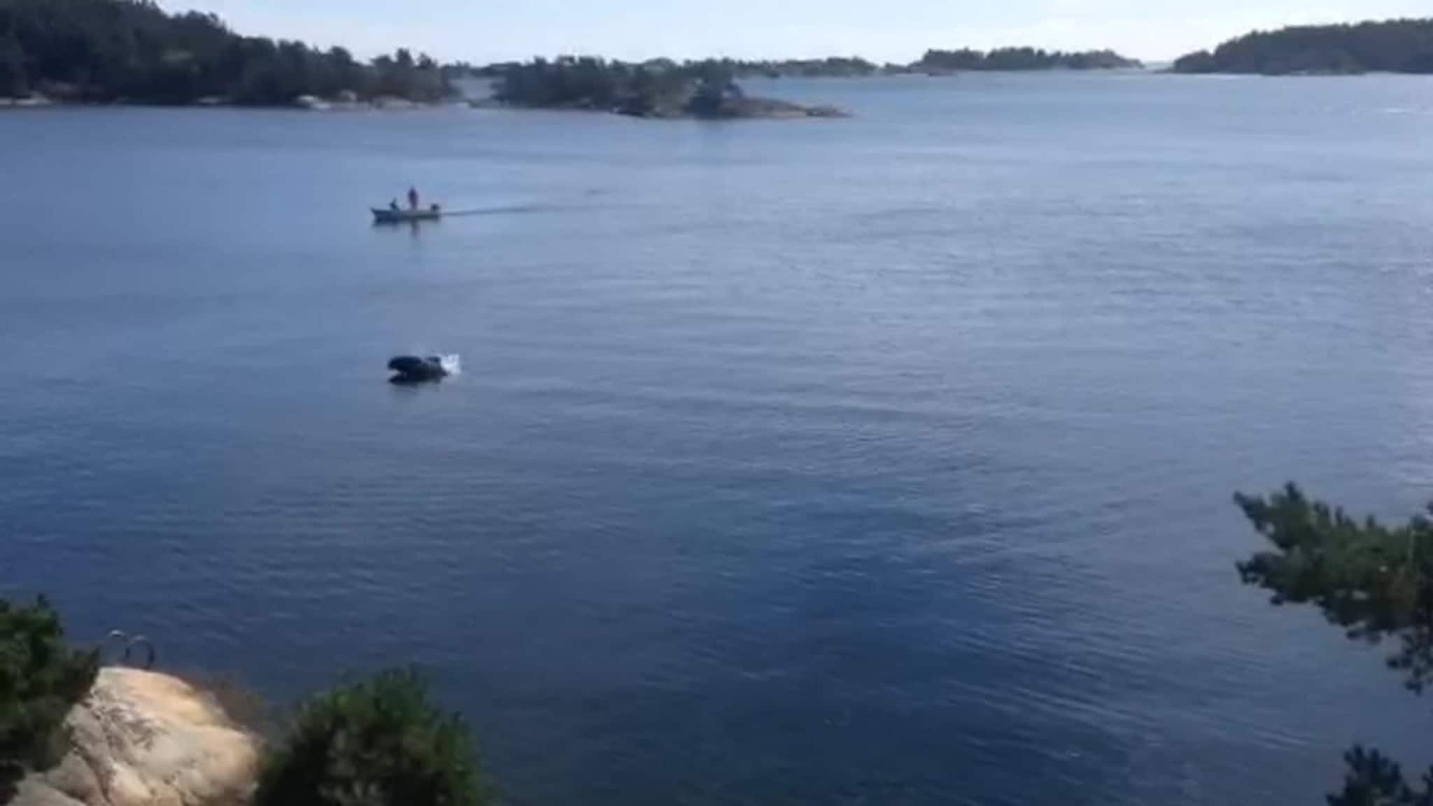 Se grindhvalen kose seg i skjærgården