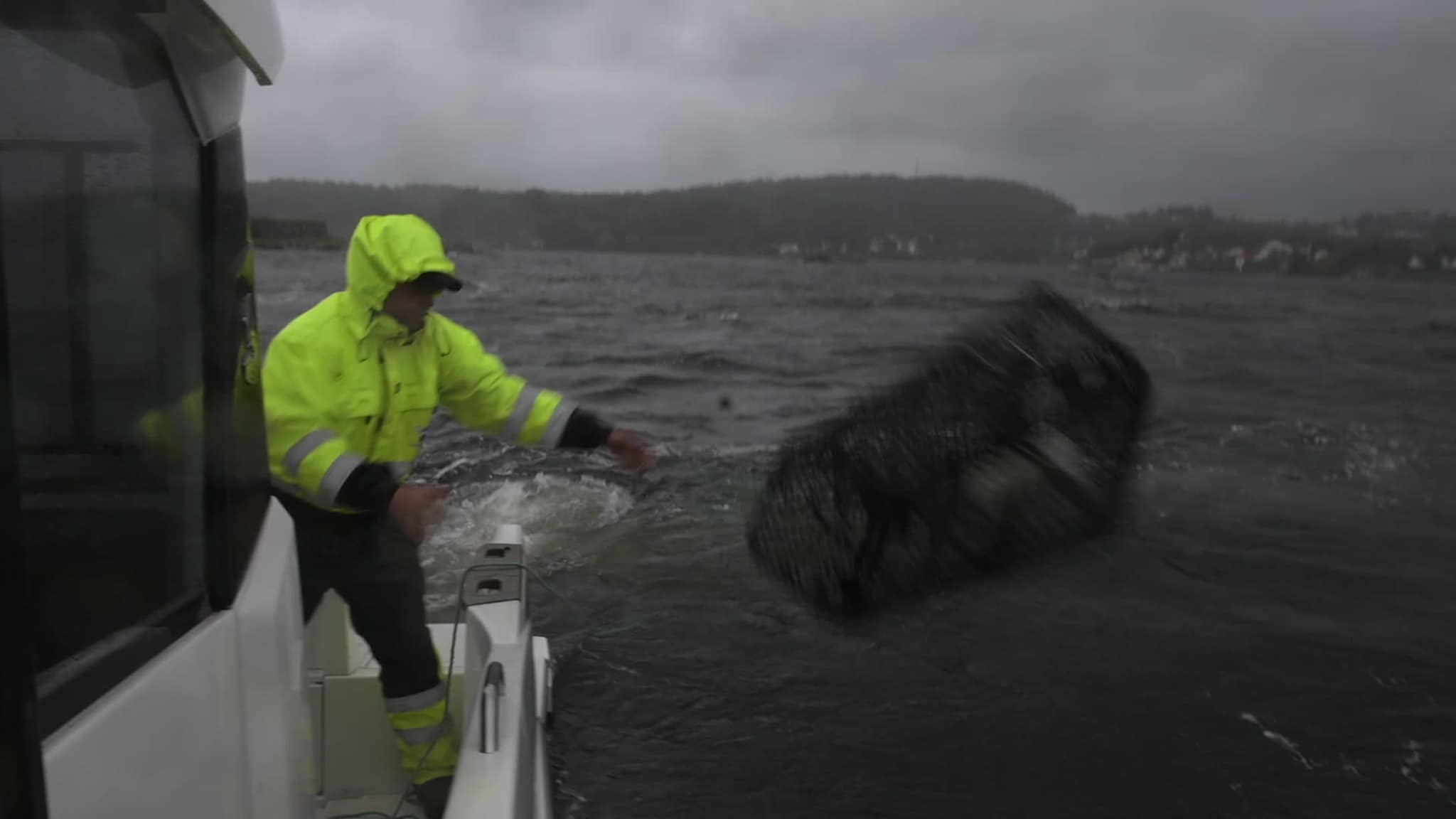 hummerfilm med tegne