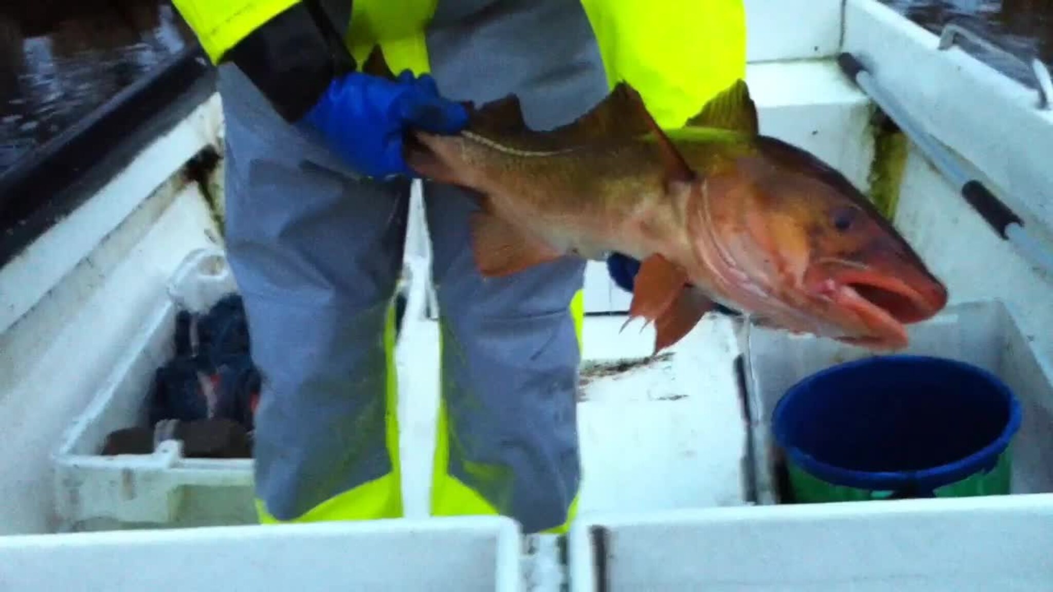 Se Henrik (16) på jakt etter juletorsken