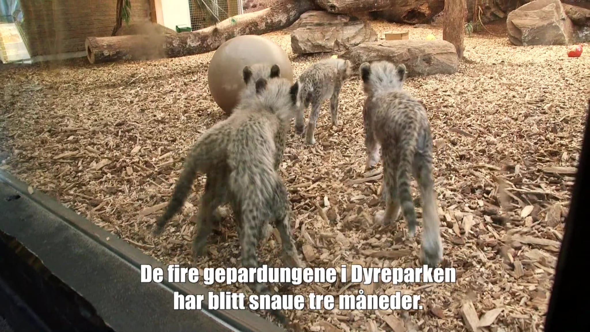 Se når gepardungene slippes ut