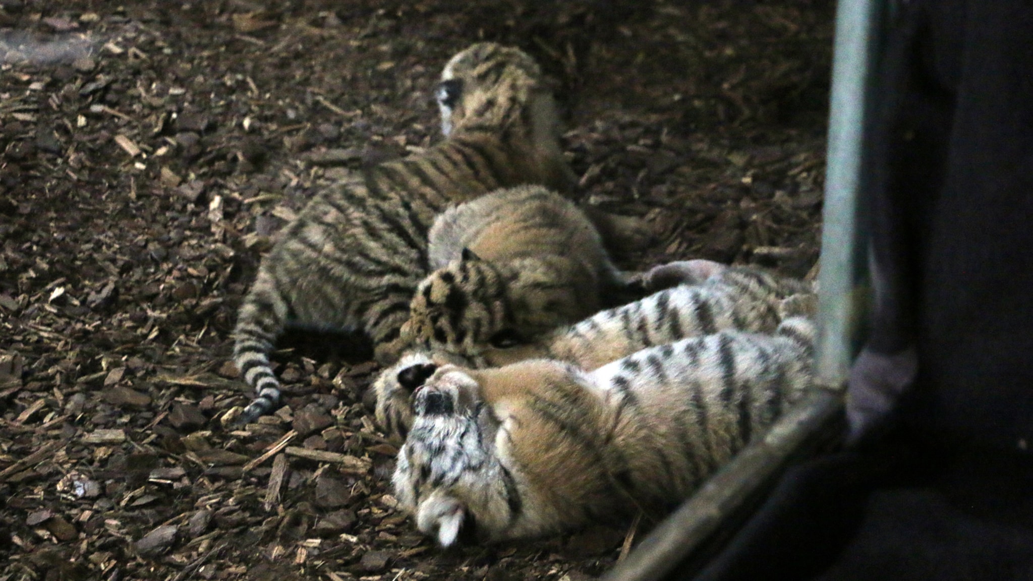 Her er de søte tigerungene