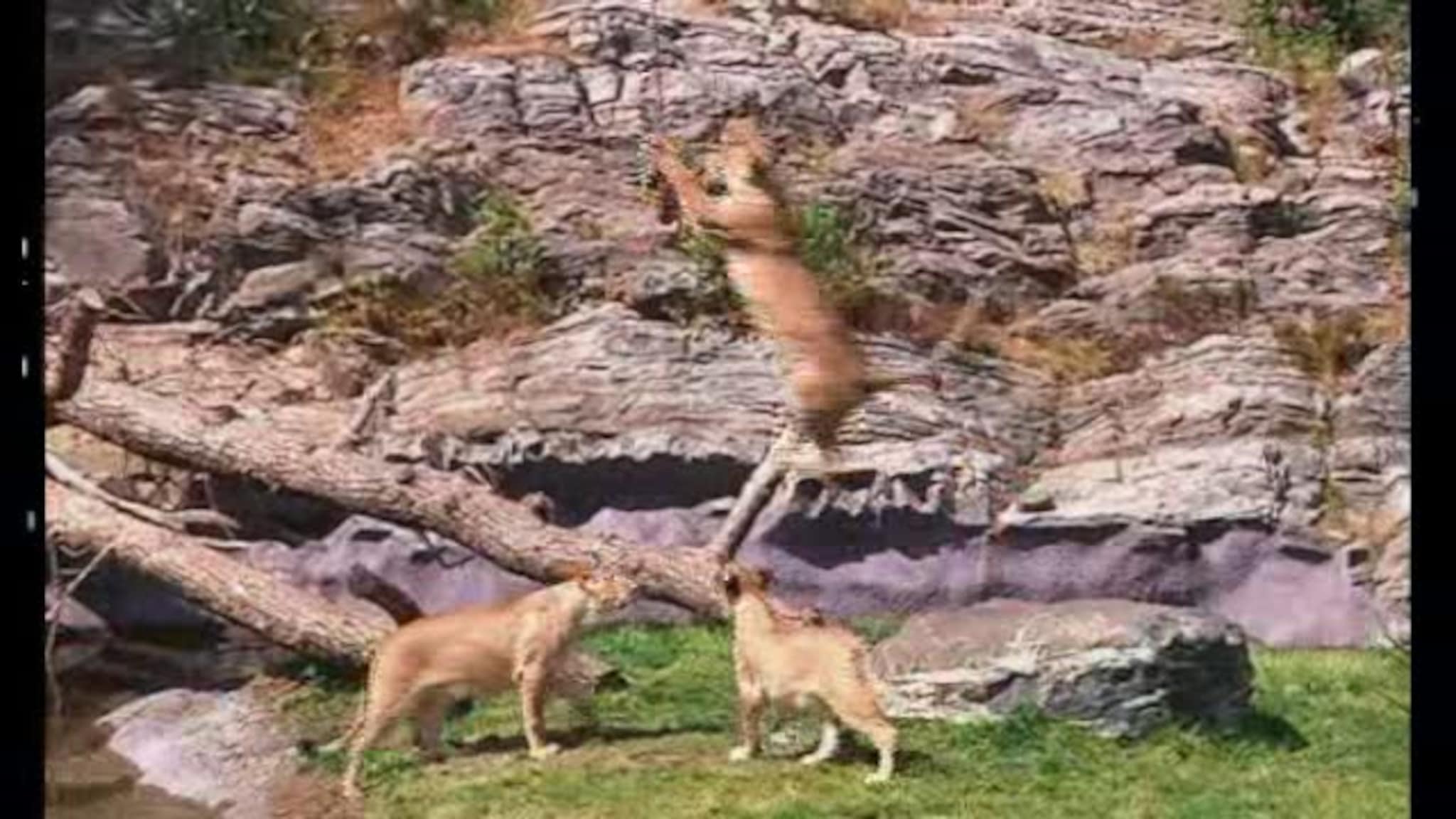 ...Og mer løveforing