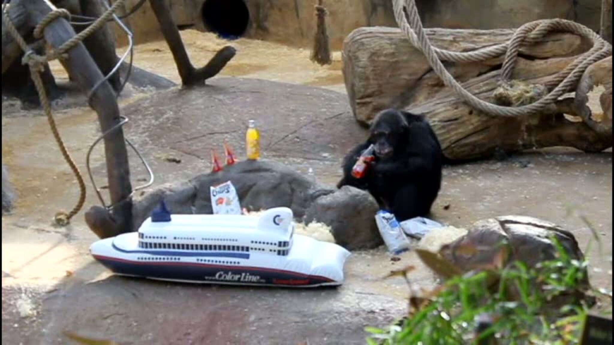 Se Julius meske seg med sørlandsprodukter