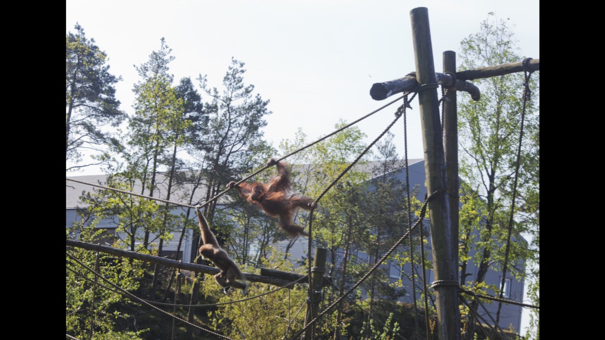 Første tur ut for orangutangene