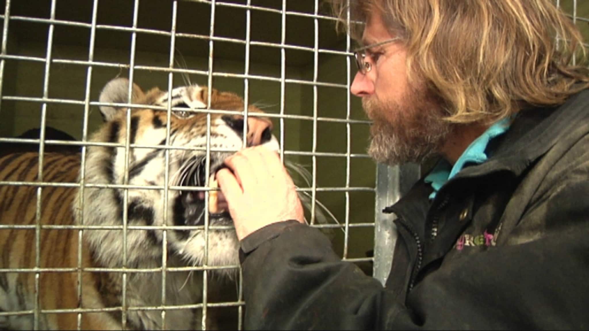 Bli med tigerne på dressurkurs