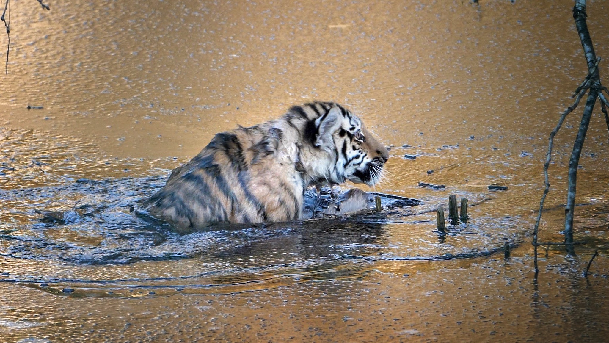 VIDEO: Her går tigerungen gjennom isen
