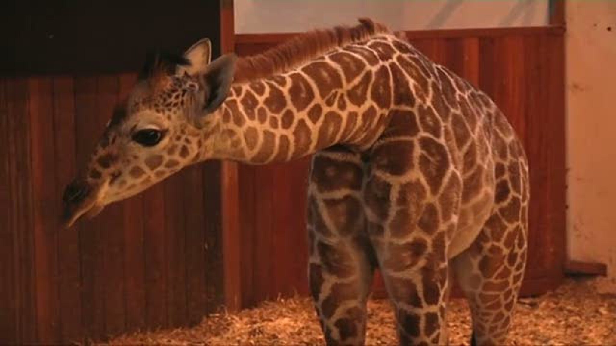Møt Dyreparkens nye sjiraffkalv