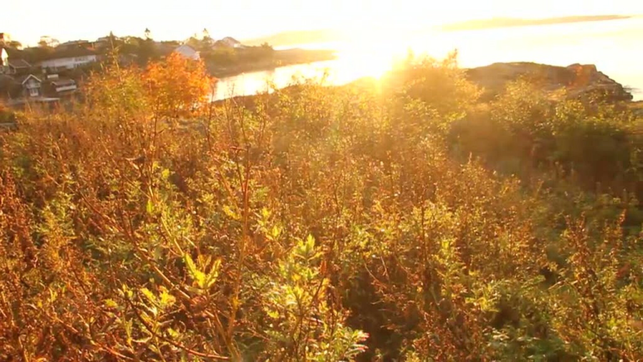 Vi fanget høstfargene