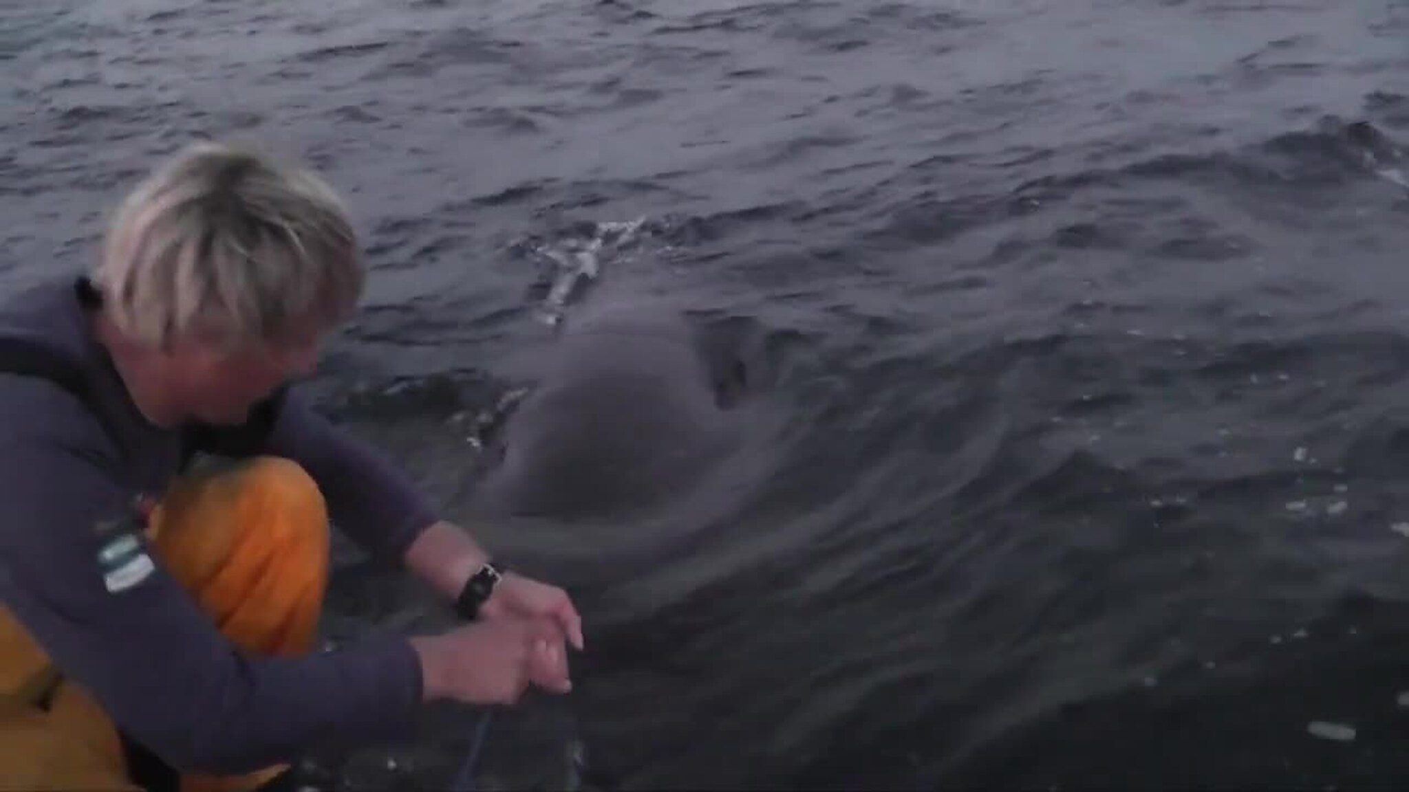 Sveiver inn 1100 kilo tung hai