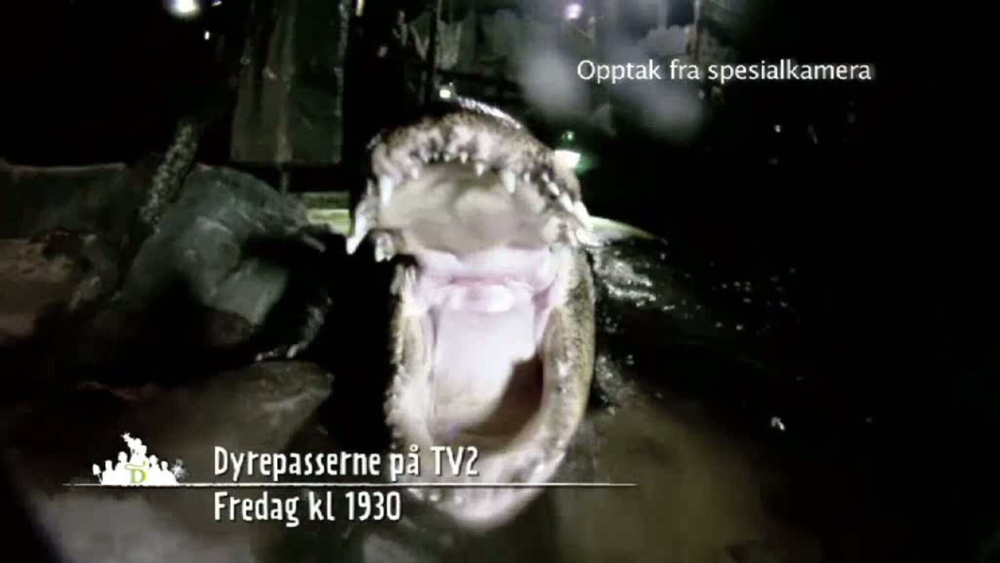 Dyrepasserne: Alligator angriper kamera