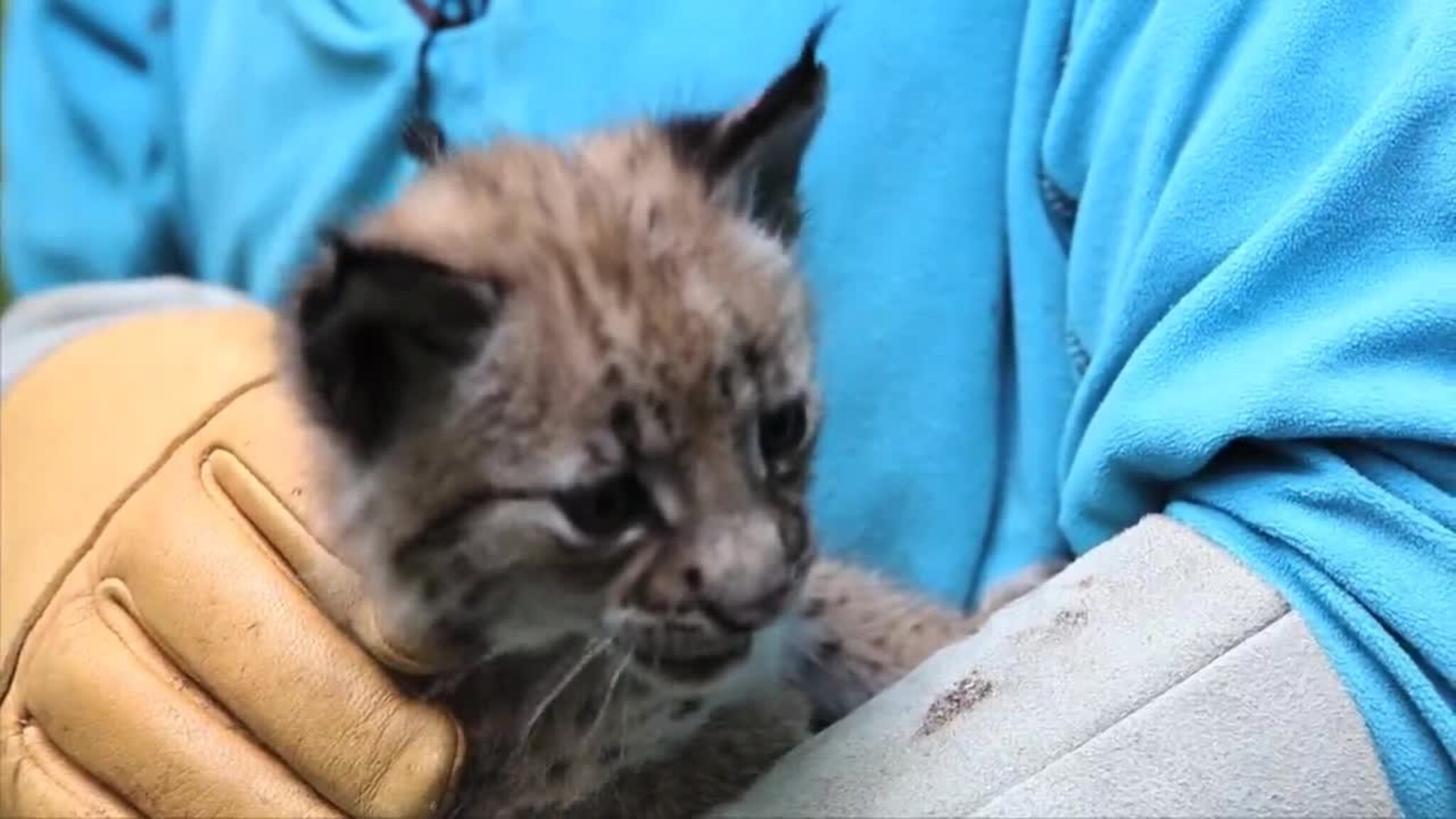 Gaupe tilbake hos mor