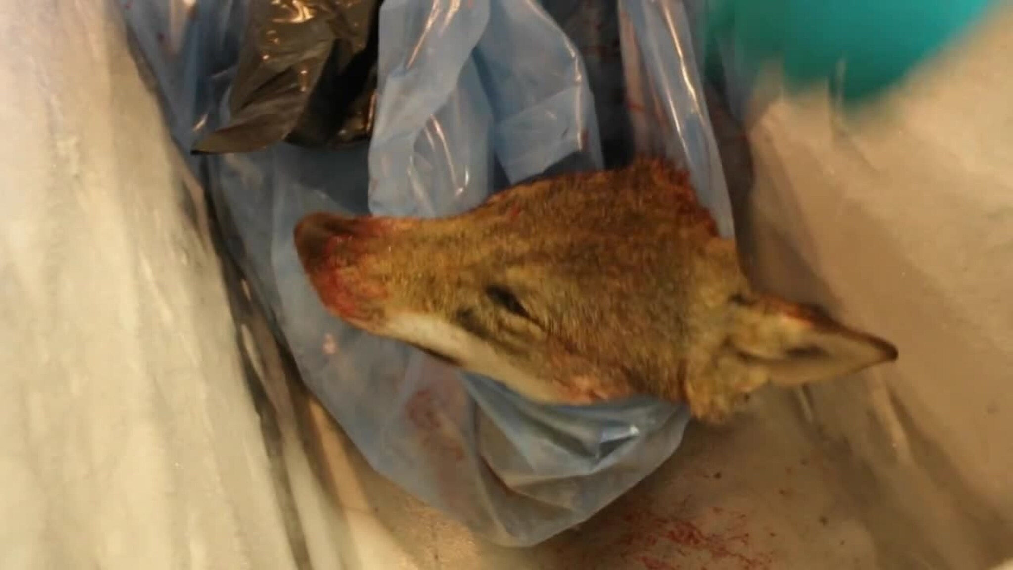 - Så ut som en premiehund