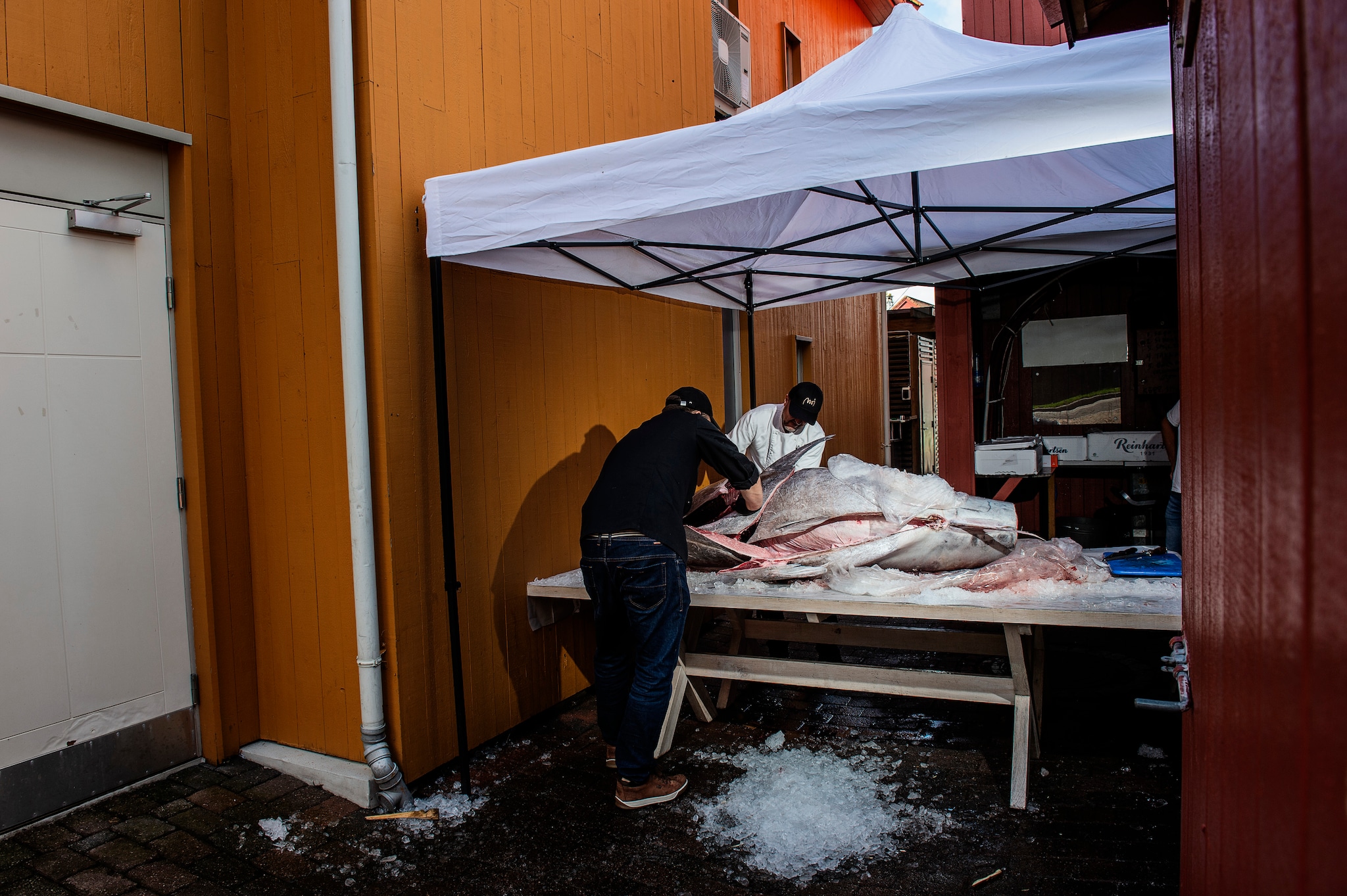 Trond Moi skulle egentlig ha 100 kilo filetert makrellstørje til restauranten, men ble så begeistret at han like godt kjøpte hele fisken på 264,5 kilo.