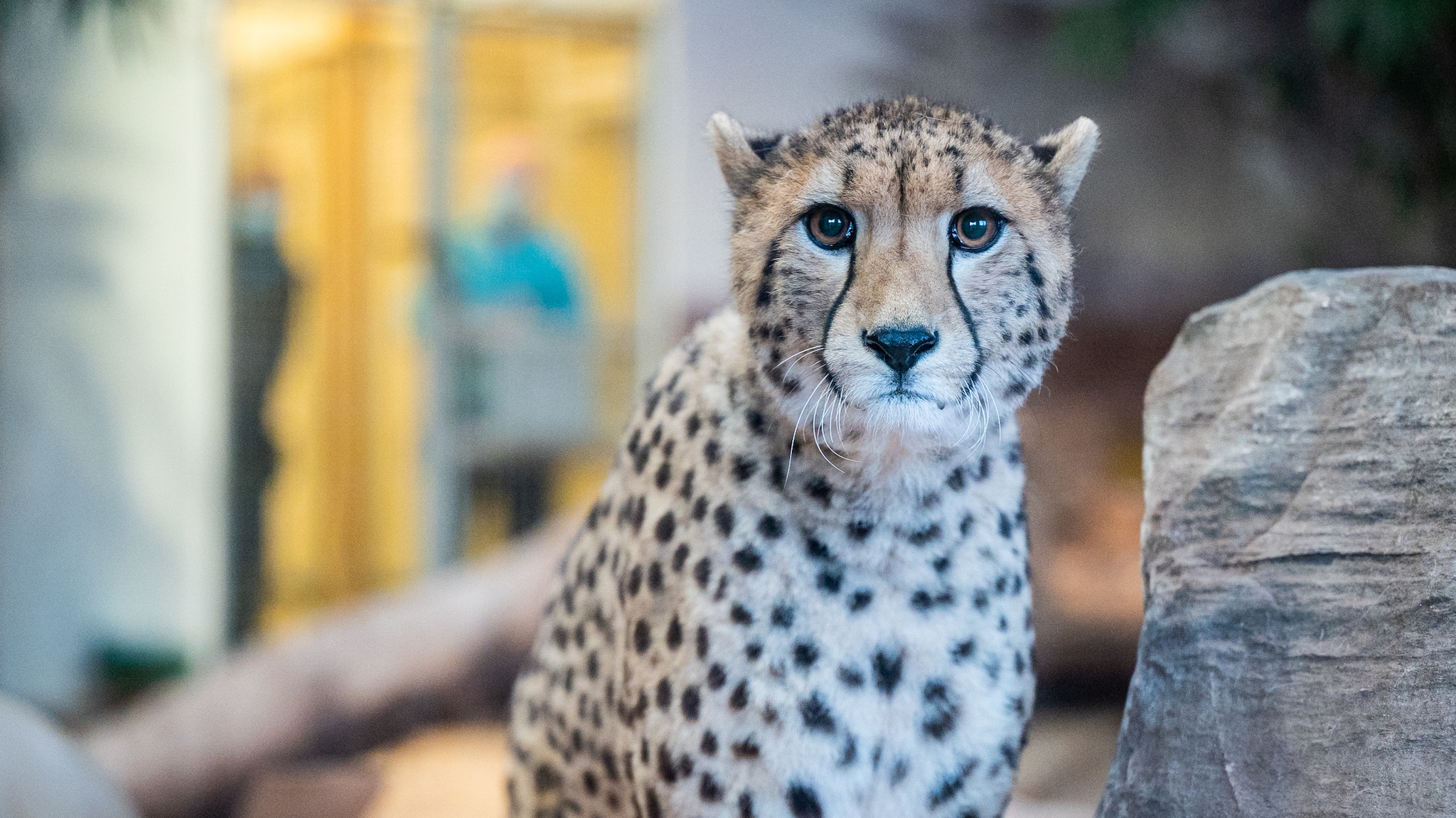Se Dyreparkens nye geparder
