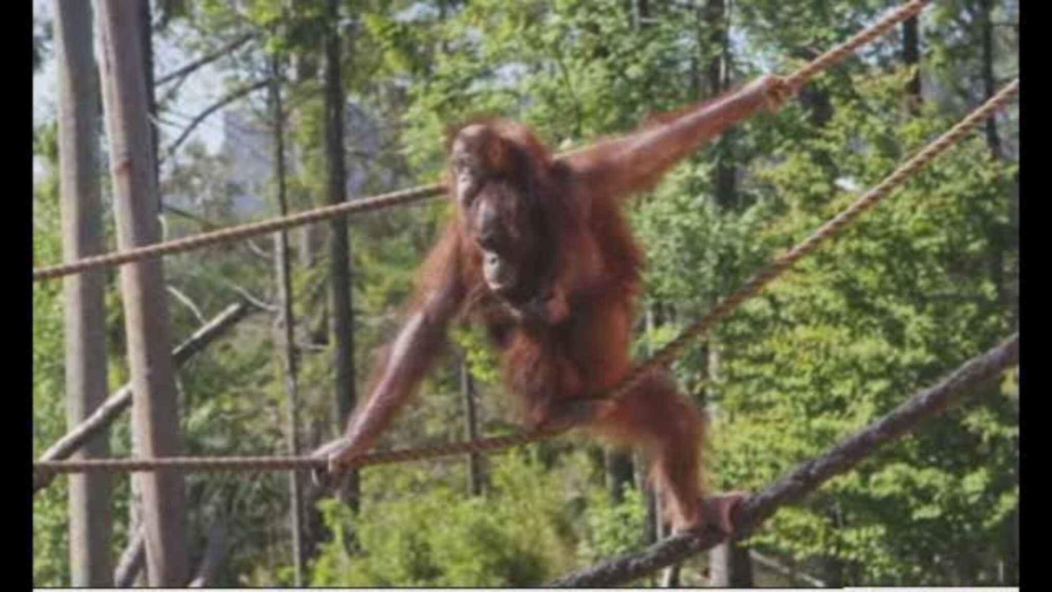 Orangutangene slippes ut
