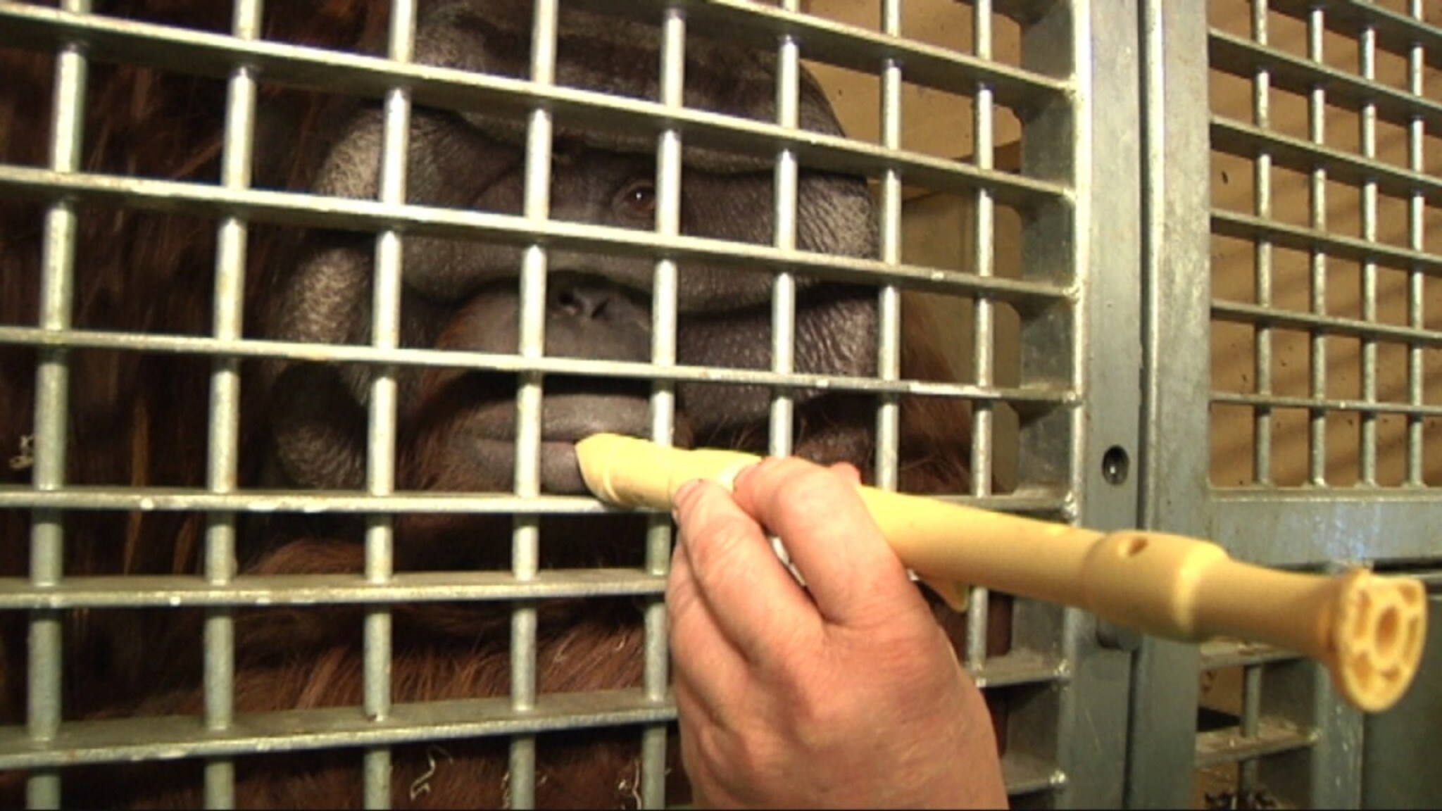 Se orangutangen som spiller blokkfløyte, munspill og spytter