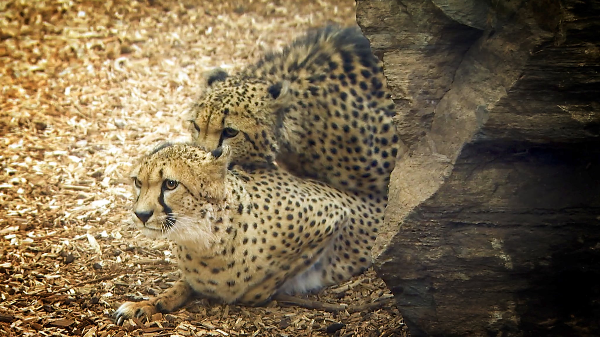 VIDEO: Her blir geparden i Dyreparken gravid